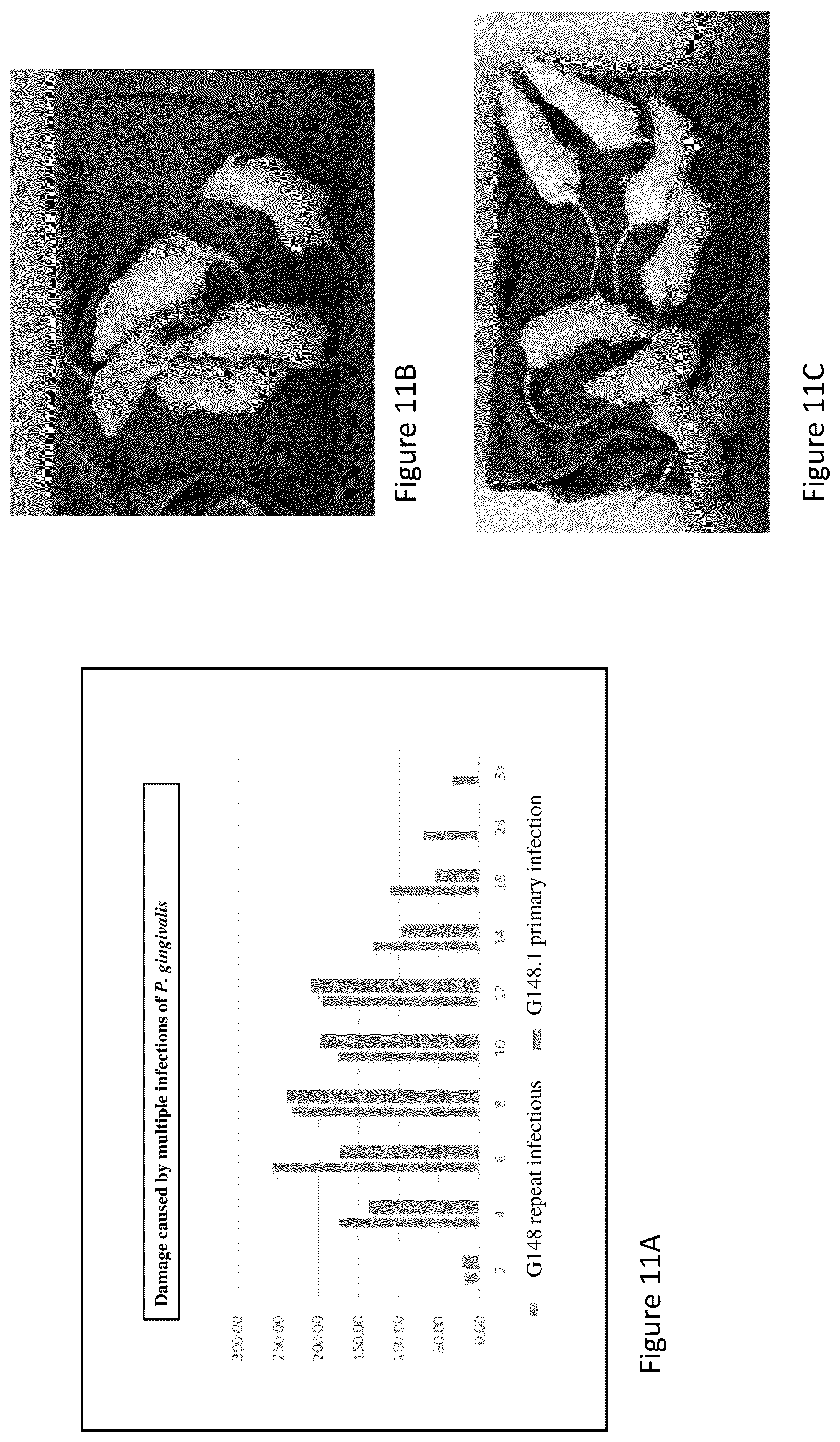 Patent US12552841 Figure 11 – CRA4S1 gene, encoded CRA4S1 protein, and application