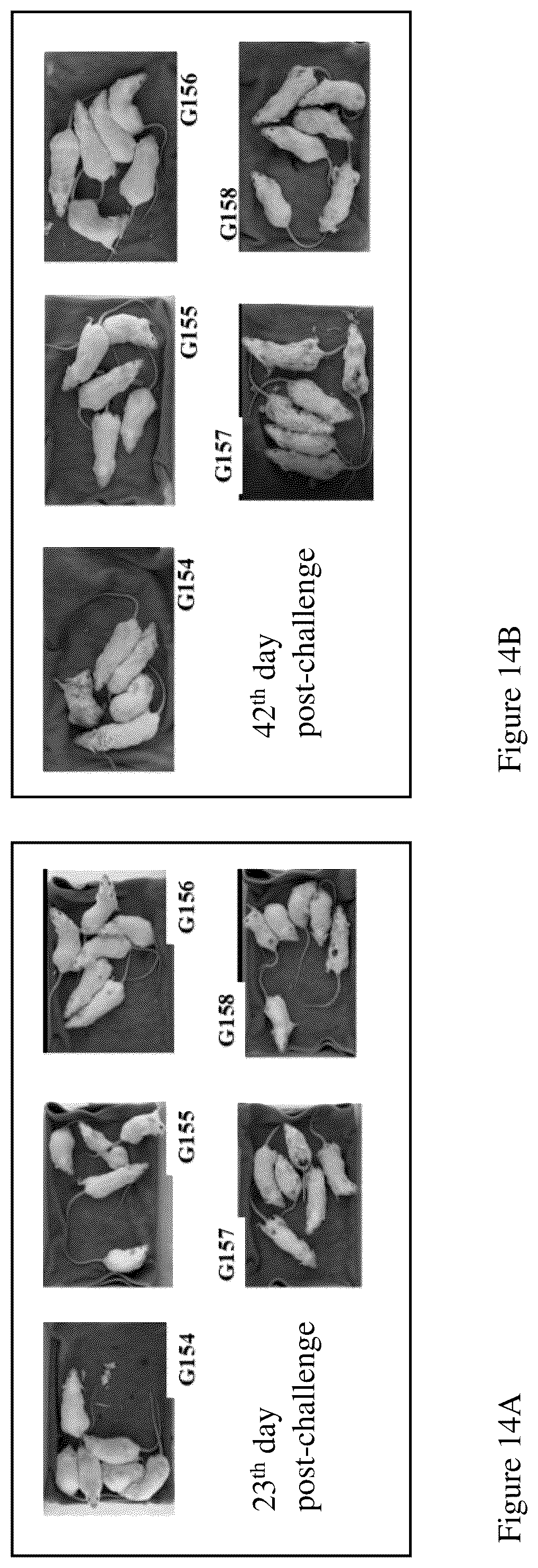 Patent US12552841 Figure 14 – CRA4S1 gene, encoded CRA4S1 protein, and application