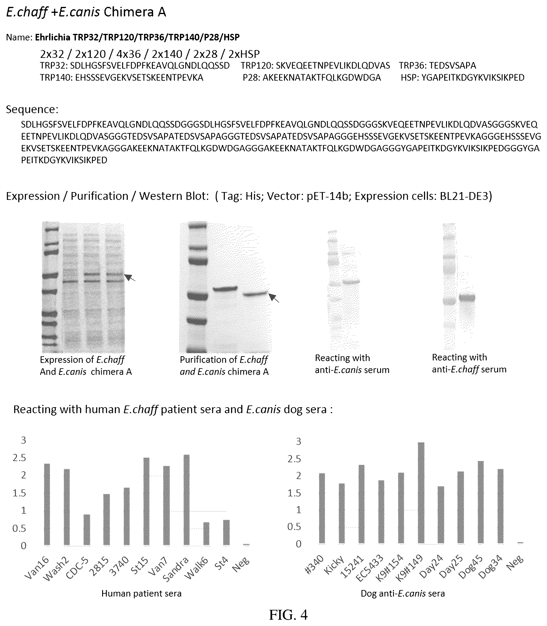 Patent US12552843 Figure 4 – Chimeric immunogenic polypeptides