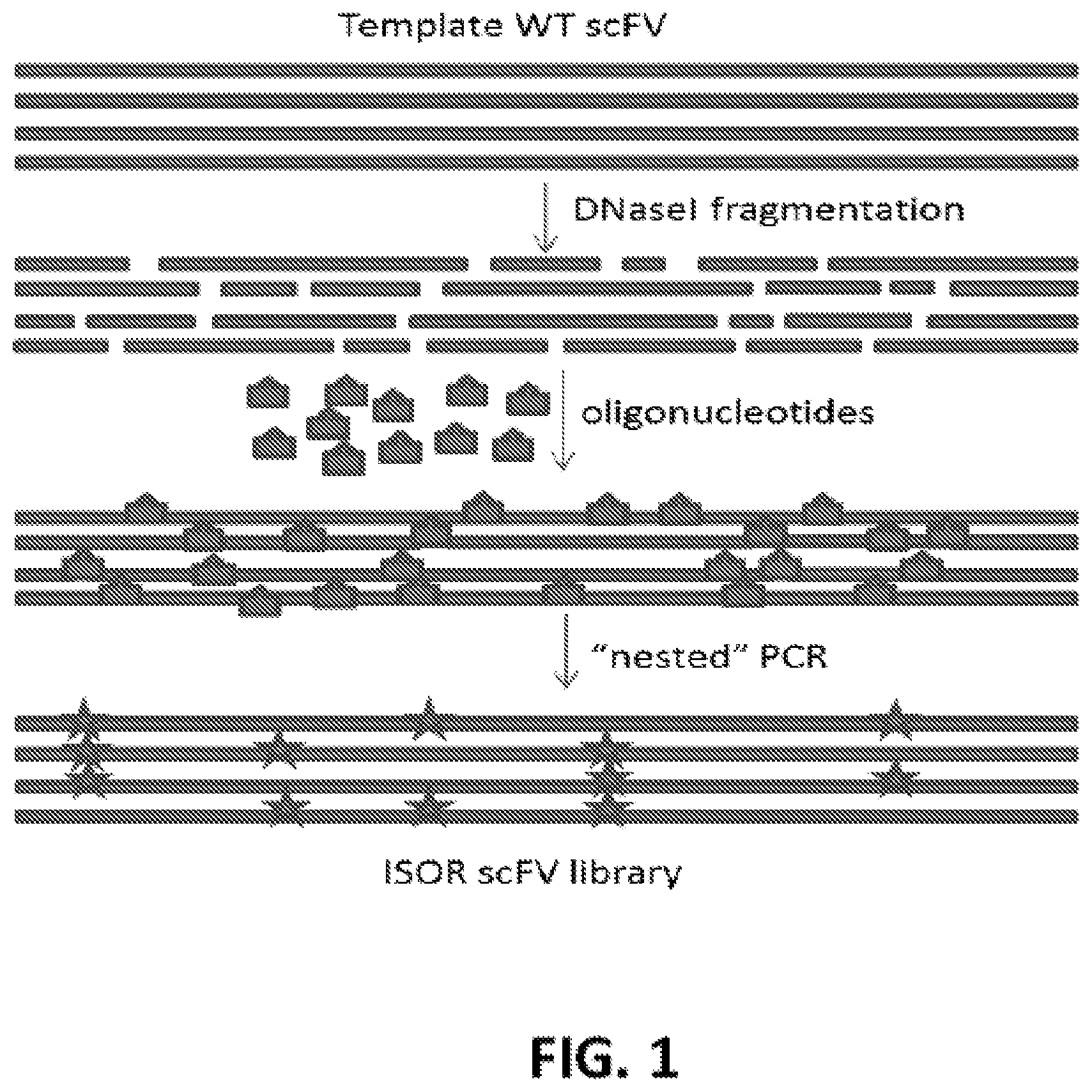Patent US12552844 Figure 1 – De-epitoped alpha gliadin and use of same for the management of celiac disease and gluten sensitivity