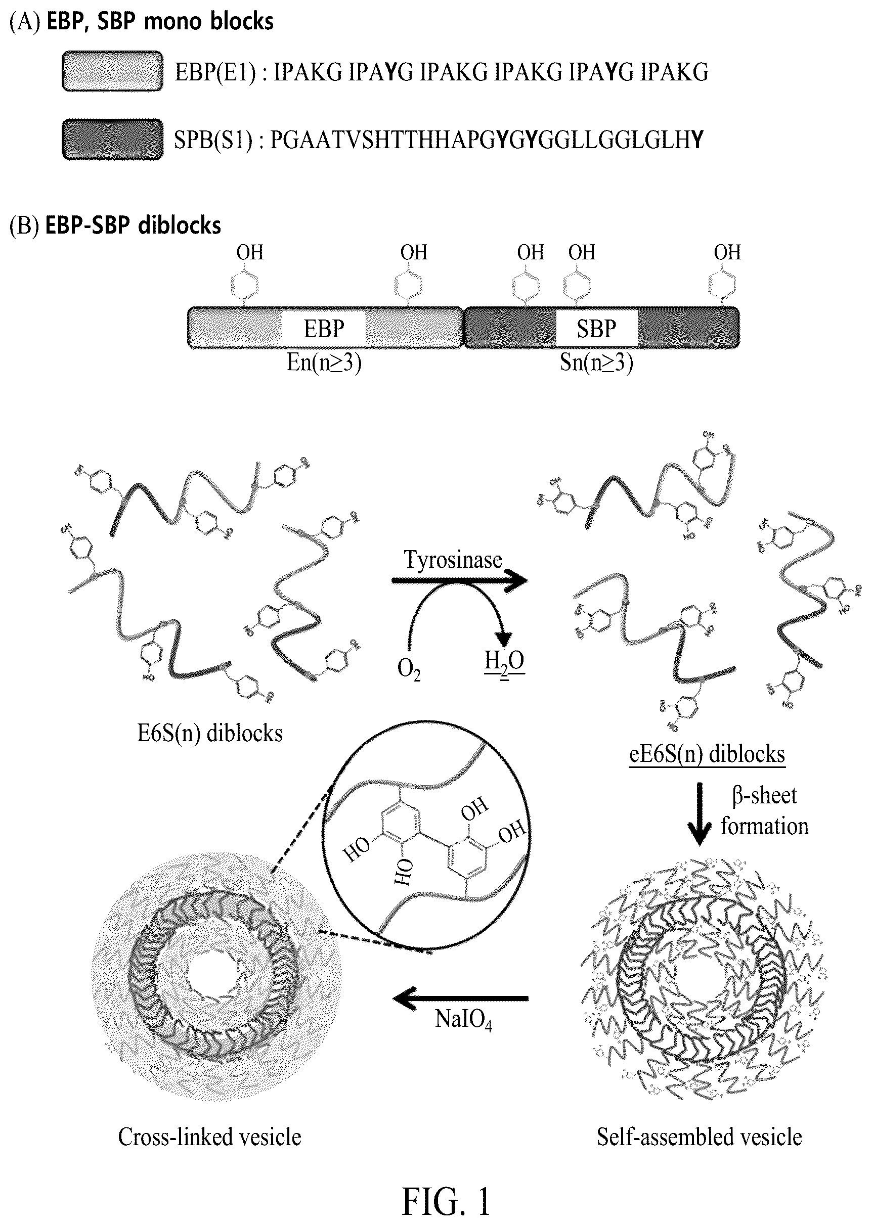 Patent US12552845 Figure 1 – Adhesive elastin and suckerin-based multiblock copolypeptide with stimulus responsiveness and surface adhesion, self-assembled structure thereof, and application of injectable hydrogel as bioadhesive