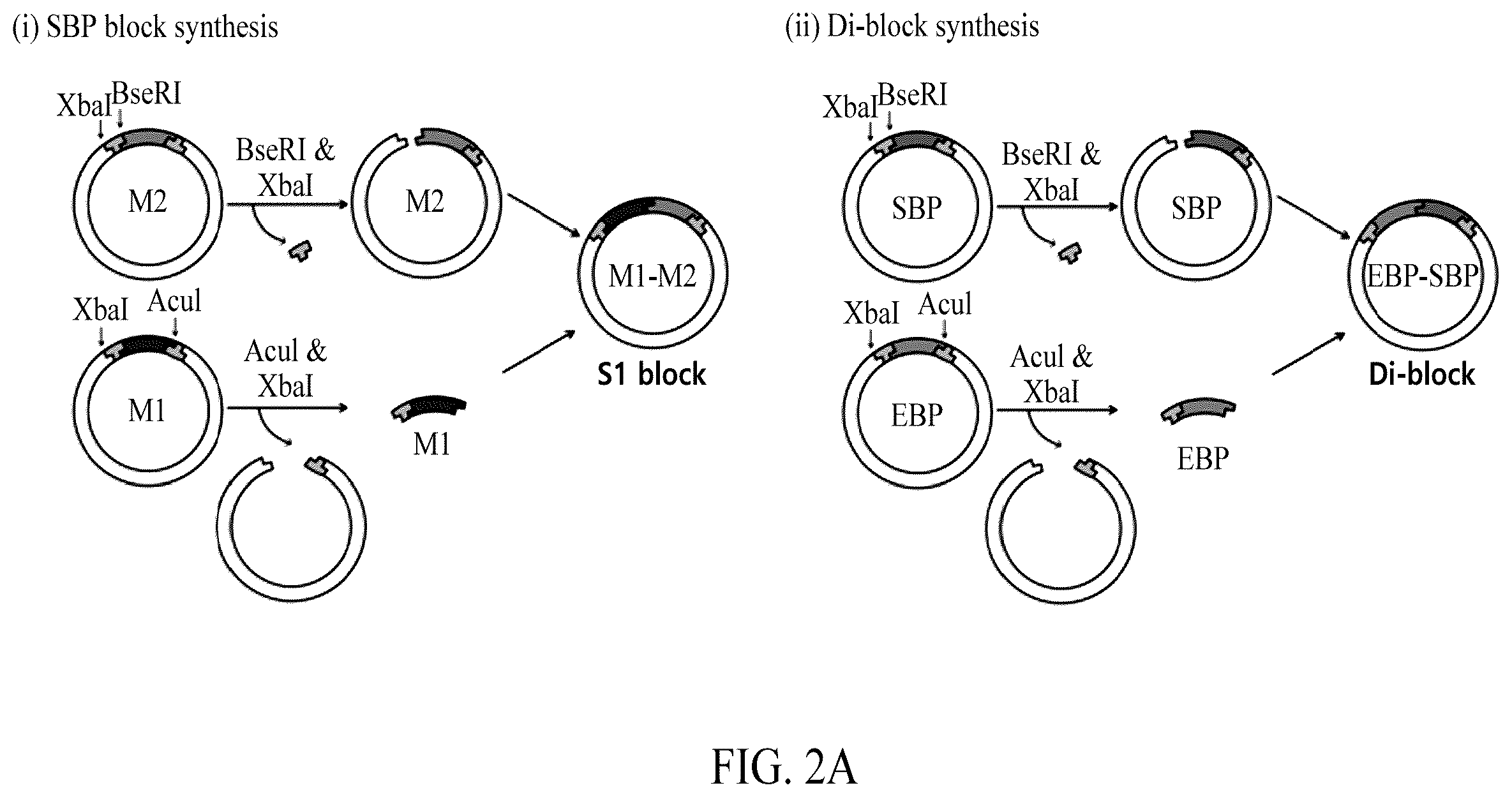 Patent US12552845 Figure 2 – Adhesive elastin and suckerin-based multiblock copolypeptide with stimulus responsiveness and surface adhesion, self-assembled structure thereof, and application of injectable hydrogel as bioadhesive