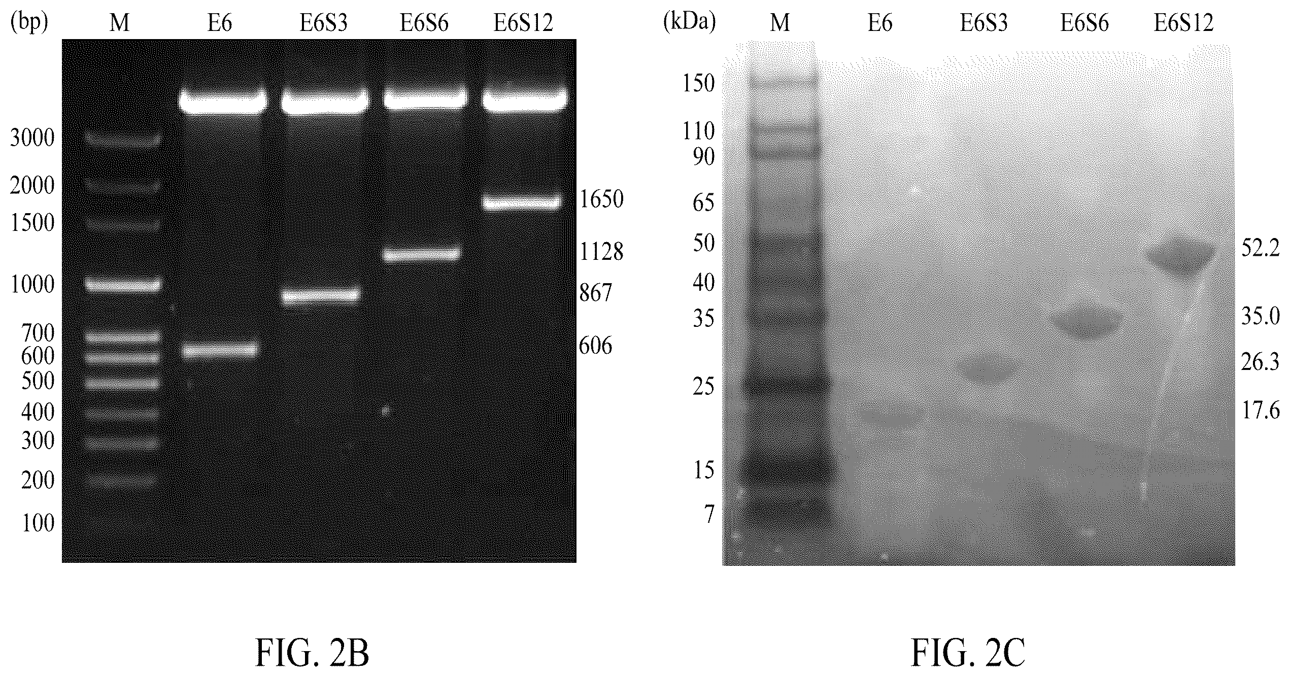 Patent US12552845 Figure 3 – Adhesive elastin and suckerin-based multiblock copolypeptide with stimulus responsiveness and surface adhesion, self-assembled structure thereof, and application of injectable hydrogel as bioadhesive