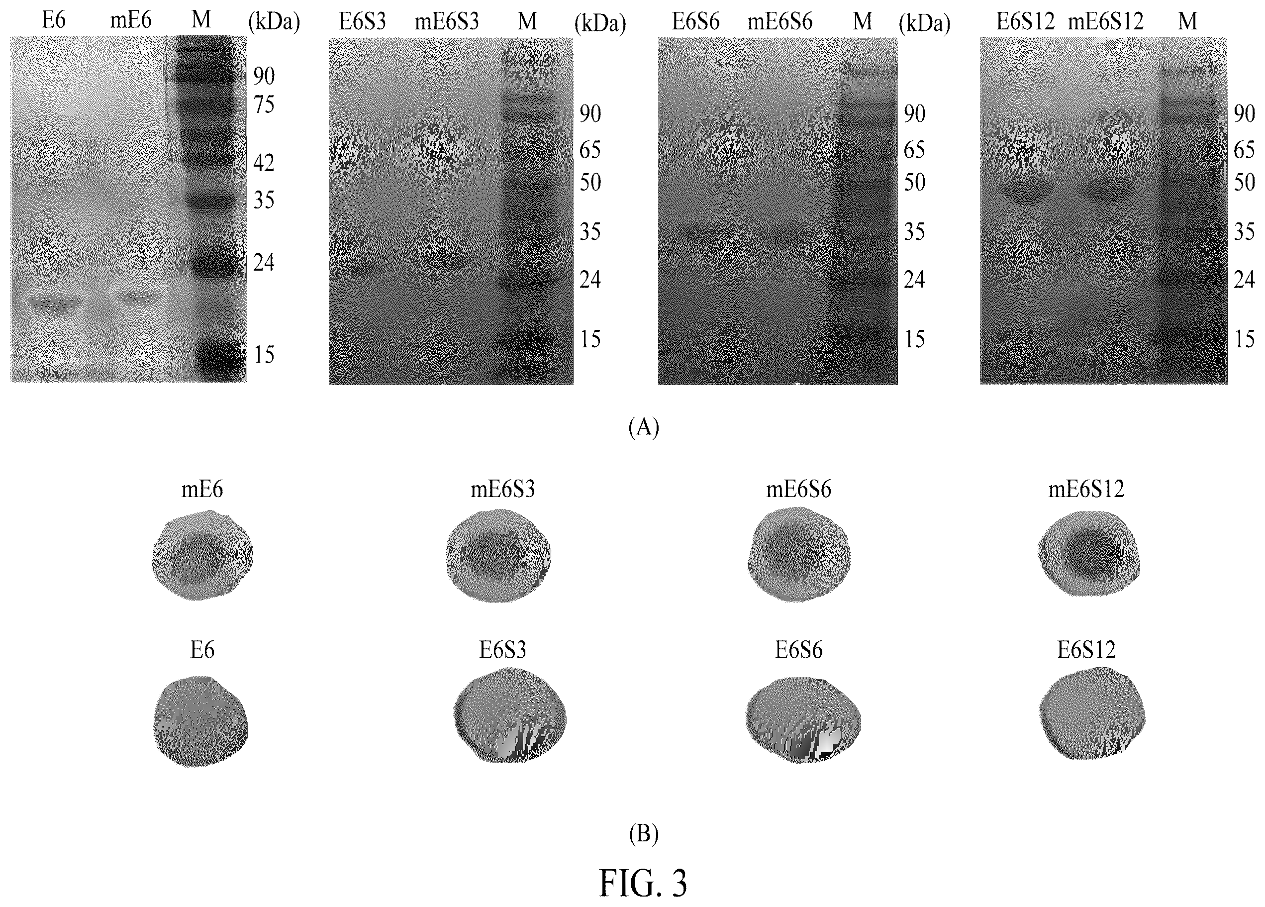 Patent US12552845 Figure 4 – Adhesive elastin and suckerin-based multiblock copolypeptide with stimulus responsiveness and surface adhesion, self-assembled structure thereof, and application of injectable hydrogel as bioadhesive