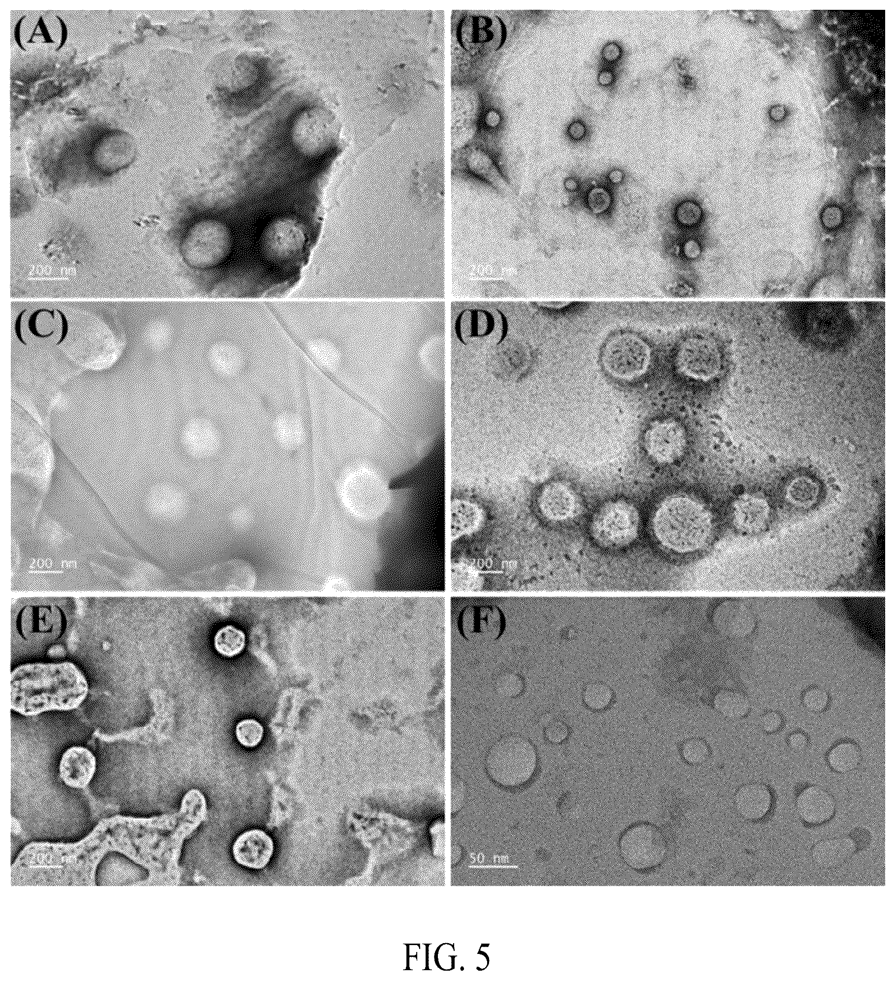 Patent US12552845 Figure 6 – Adhesive elastin and suckerin-based multiblock copolypeptide with stimulus responsiveness and surface adhesion, self-assembled structure thereof, and application of injectable hydrogel as bioadhesive