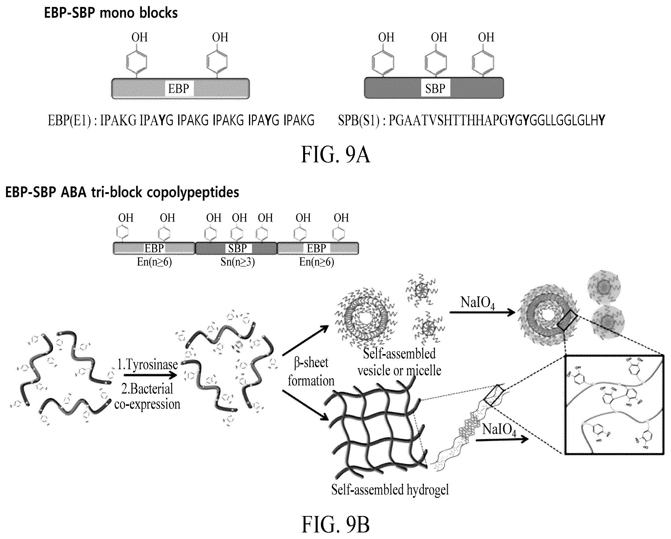 Patent US12552845 Figure 10 – Adhesive elastin and suckerin-based multiblock copolypeptide with stimulus responsiveness and surface adhesion, self-assembled structure thereof, and application of injectable hydrogel as bioadhesive