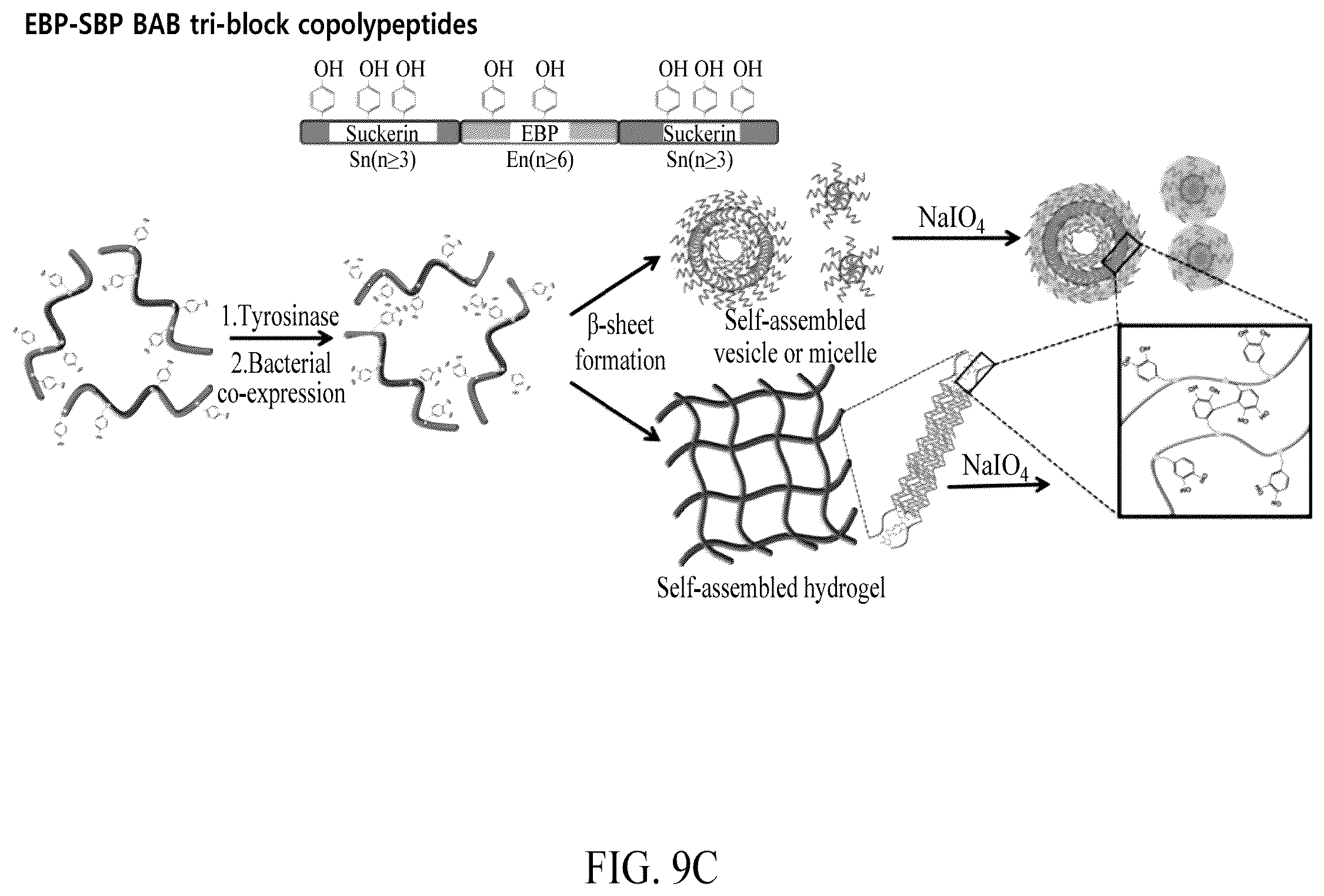 Patent US12552845 Figure 11 – Adhesive elastin and suckerin-based multiblock copolypeptide with stimulus responsiveness and surface adhesion, self-assembled structure thereof, and application of injectable hydrogel as bioadhesive