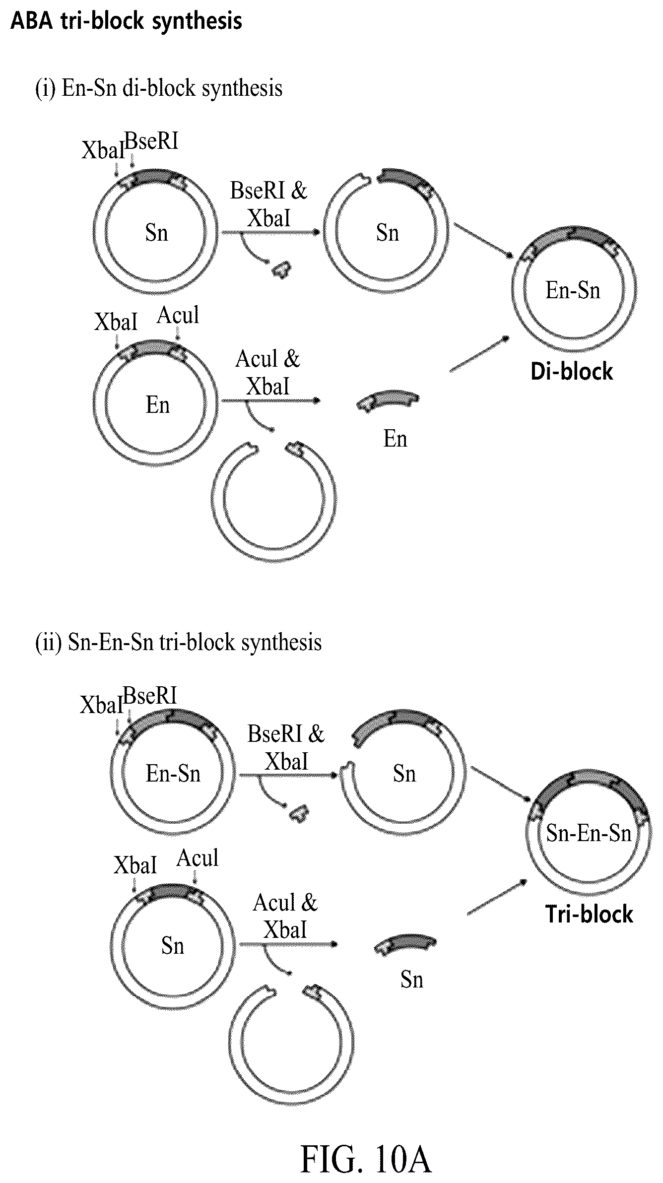 Patent US12552845 Figure 12 – Adhesive elastin and suckerin-based multiblock copolypeptide with stimulus responsiveness and surface adhesion, self-assembled structure thereof, and application of injectable hydrogel as bioadhesive