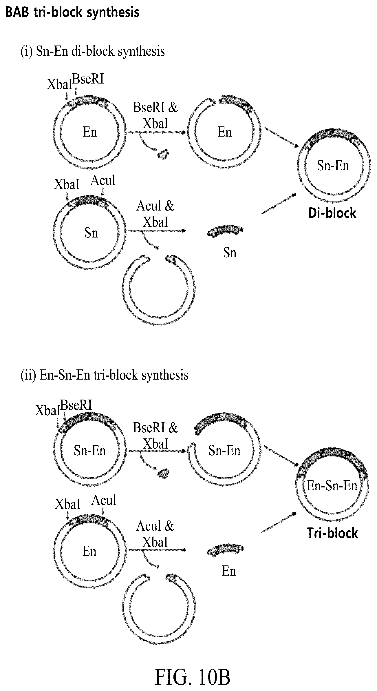 Patent US12552845 Figure 13 – Adhesive elastin and suckerin-based multiblock copolypeptide with stimulus responsiveness and surface adhesion, self-assembled structure thereof, and application of injectable hydrogel as bioadhesive