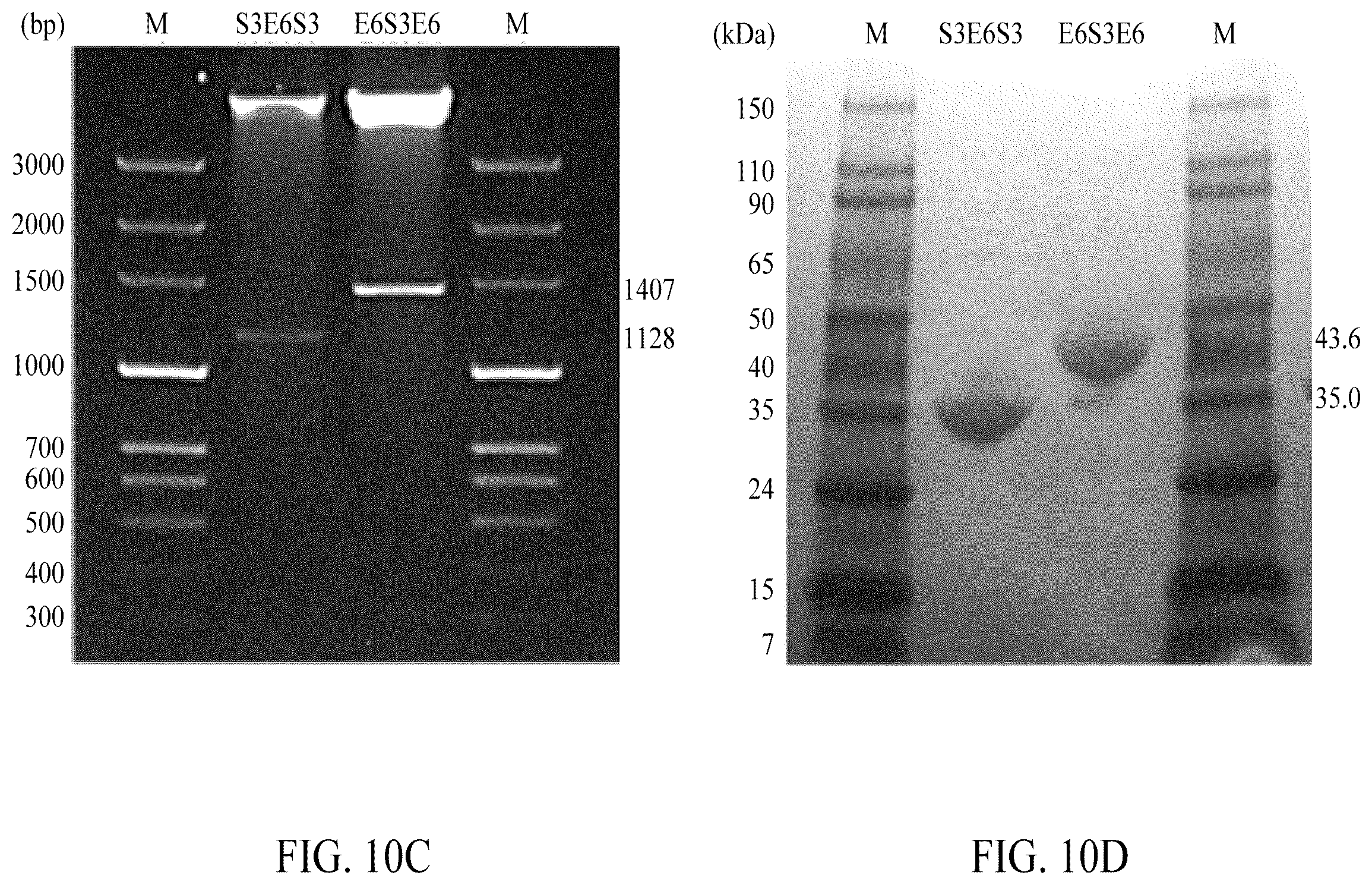 Patent US12552845 Figure 14 – Adhesive elastin and suckerin-based multiblock copolypeptide with stimulus responsiveness and surface adhesion, self-assembled structure thereof, and application of injectable hydrogel as bioadhesive