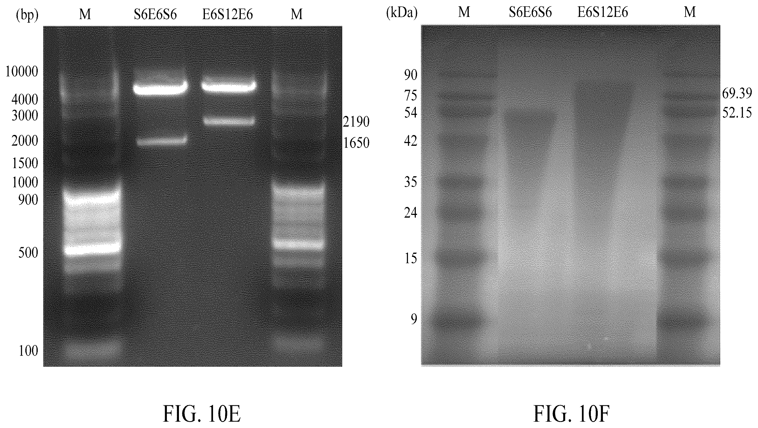 Patent US12552845 Figure 15 – Adhesive elastin and suckerin-based multiblock copolypeptide with stimulus responsiveness and surface adhesion, self-assembled structure thereof, and application of injectable hydrogel as bioadhesive