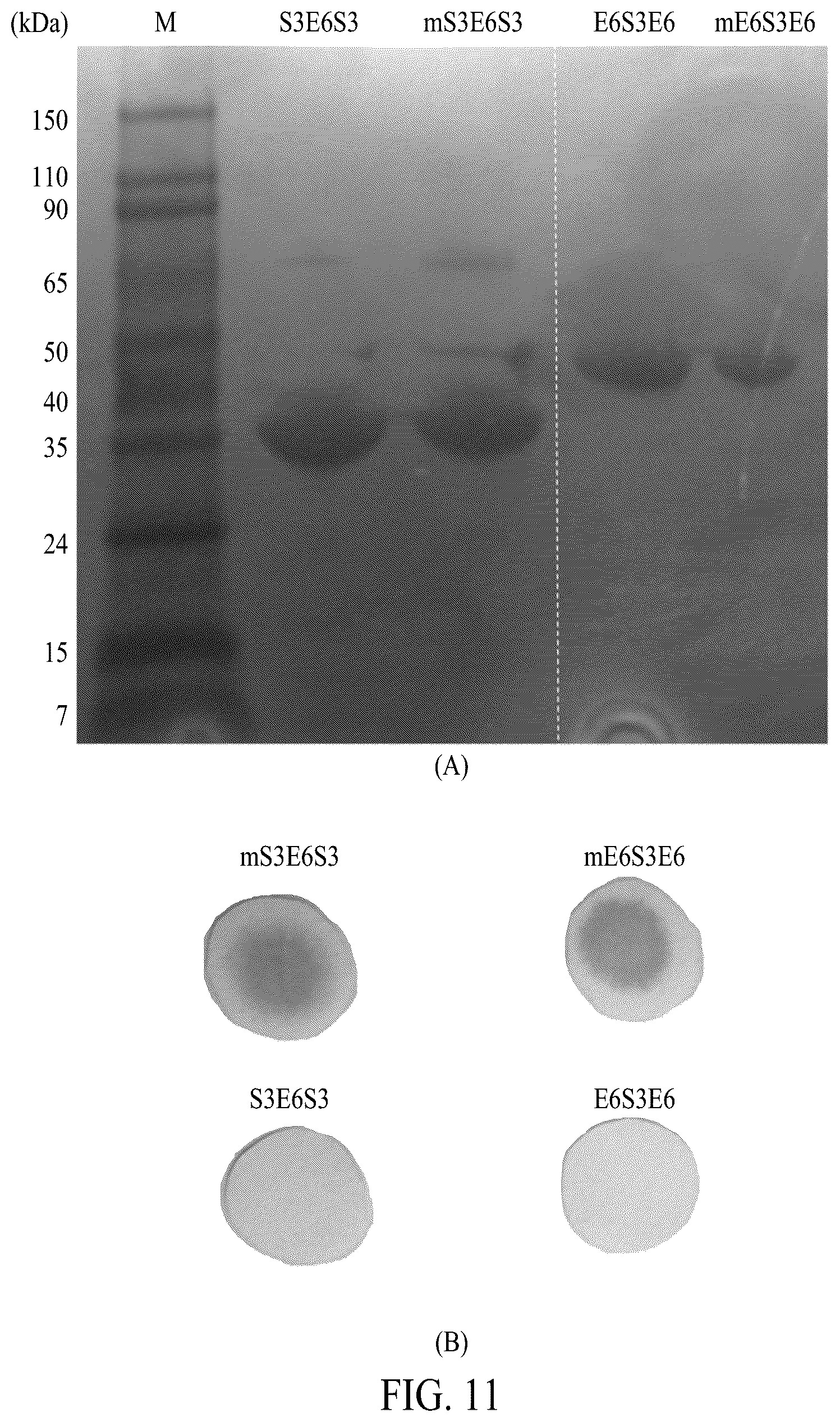 Patent US12552845 Figure 16 – Adhesive elastin and suckerin-based multiblock copolypeptide with stimulus responsiveness and surface adhesion, self-assembled structure thereof, and application of injectable hydrogel as bioadhesive