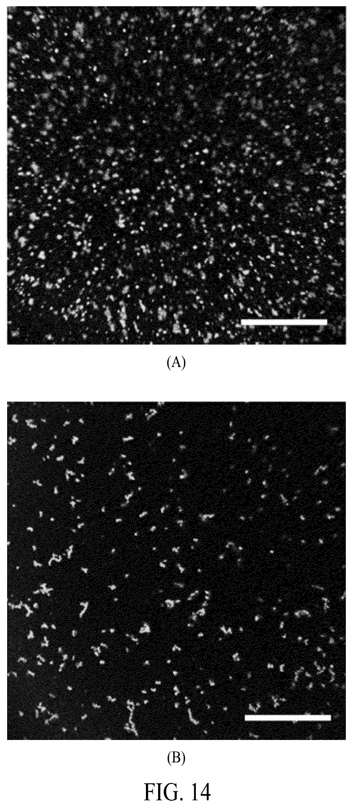 Patent US12552845 Figure 19 – Adhesive elastin and suckerin-based multiblock copolypeptide with stimulus responsiveness and surface adhesion, self-assembled structure thereof, and application of injectable hydrogel as bioadhesive
