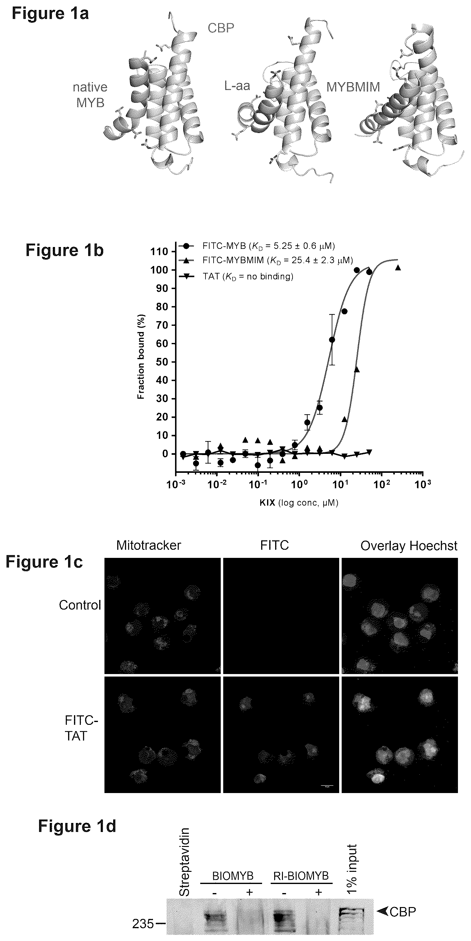 Patent US12552847 Figure 1 – Agents and methods for treating CBP-dependent cancers