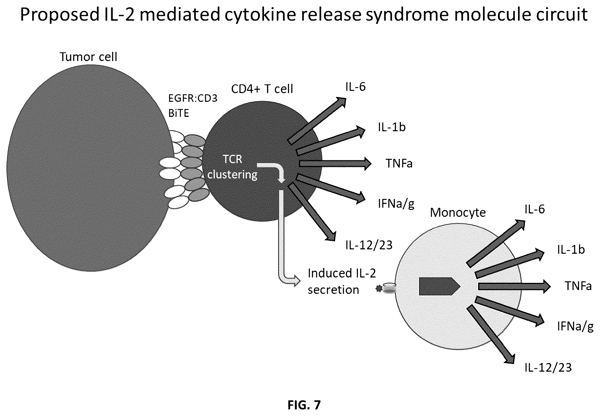 Patent US12552849 Figure 7 – Method of reducing bispecific t cell engager or chimeric antigen receptor t cell mediated cytokine release syndrome using interleukins-4, -10, or a fusion protein thereof