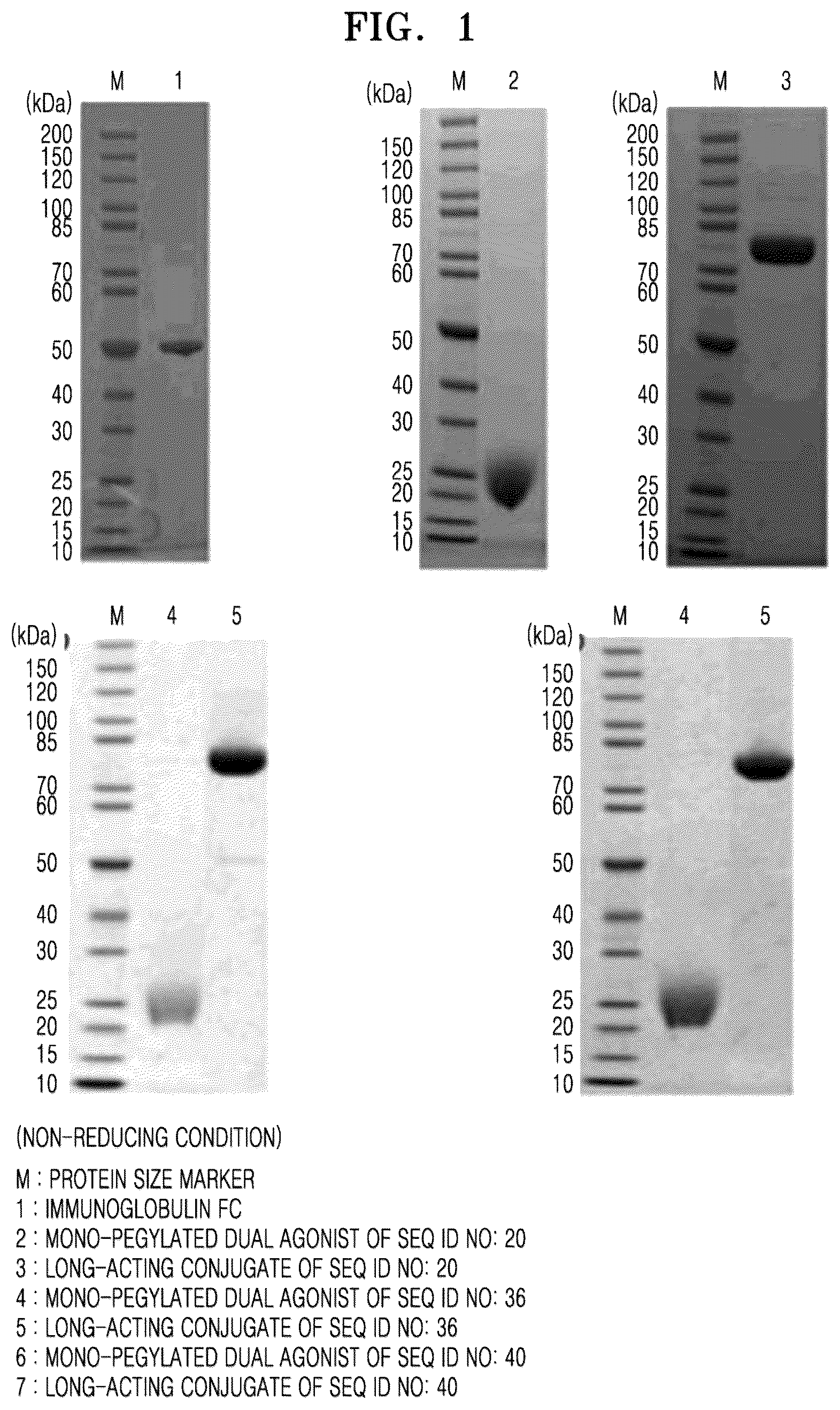 Patent US12552850 Figure 1 – GLP-1/GIP dual agonist, long-acting conjugate thereof, and pharmaceutical composition comprising same
