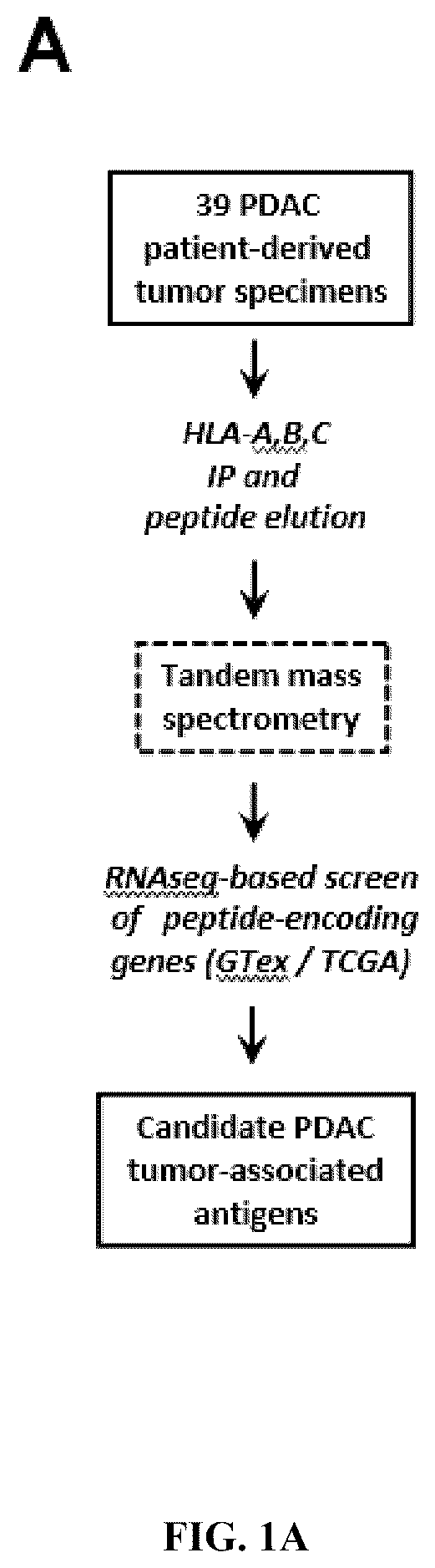 Patent US12552851 — T cell receptors with VGLL1 specificity and uses thereof — Figure 1