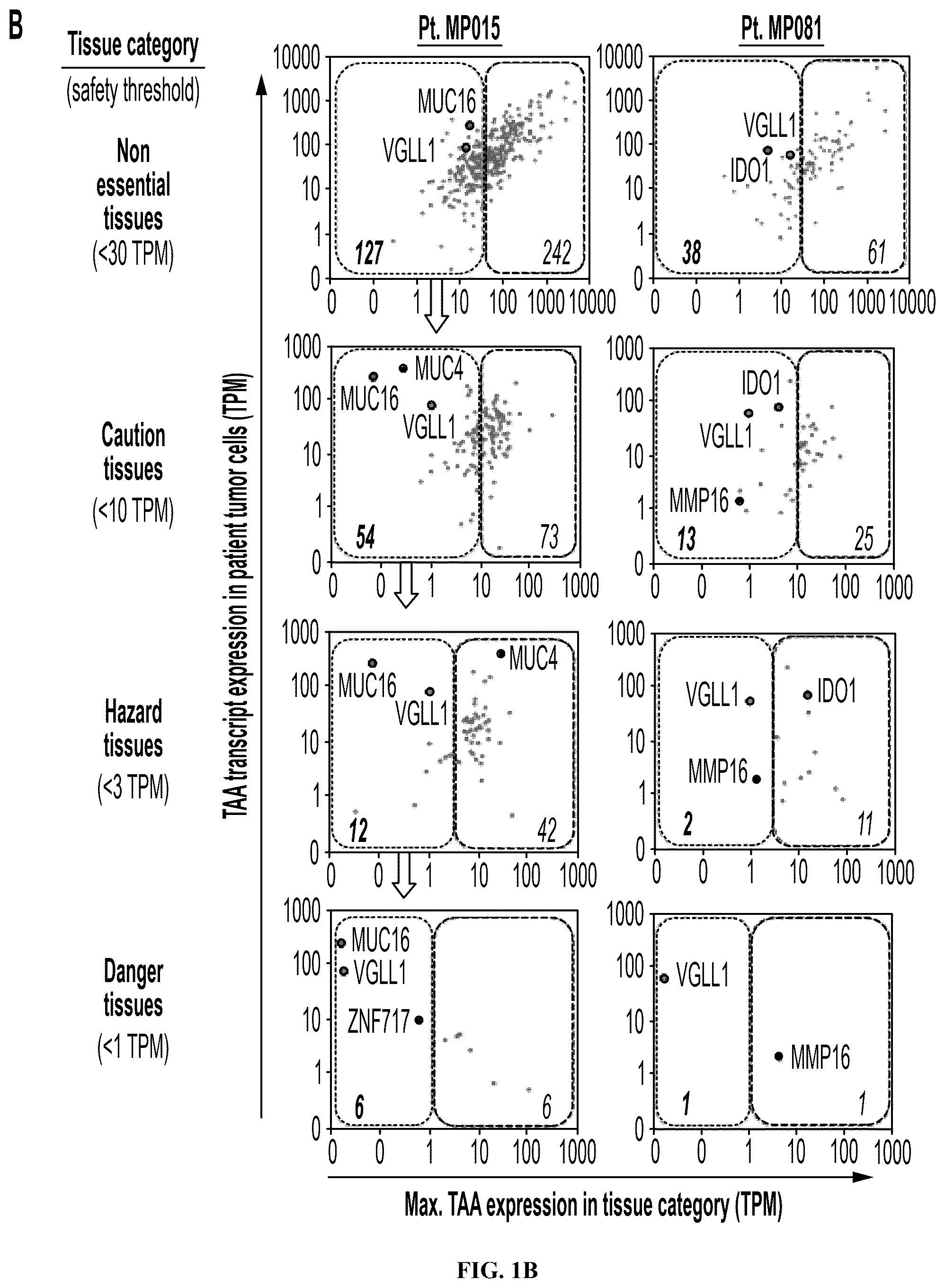 Patent US12552851 Figure 2 – T cell receptors with VGLL1 specificity and uses thereof