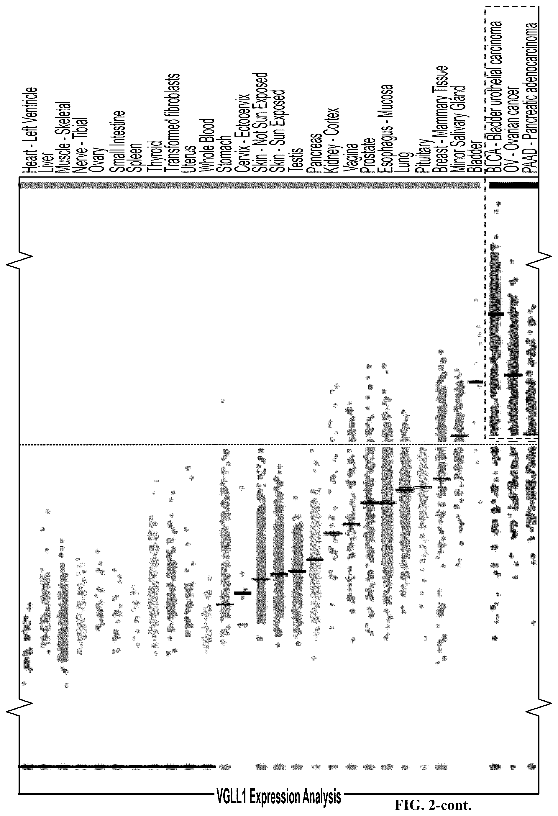 Patent US12552851 Figure 6 – T cell receptors with VGLL1 specificity and uses thereof