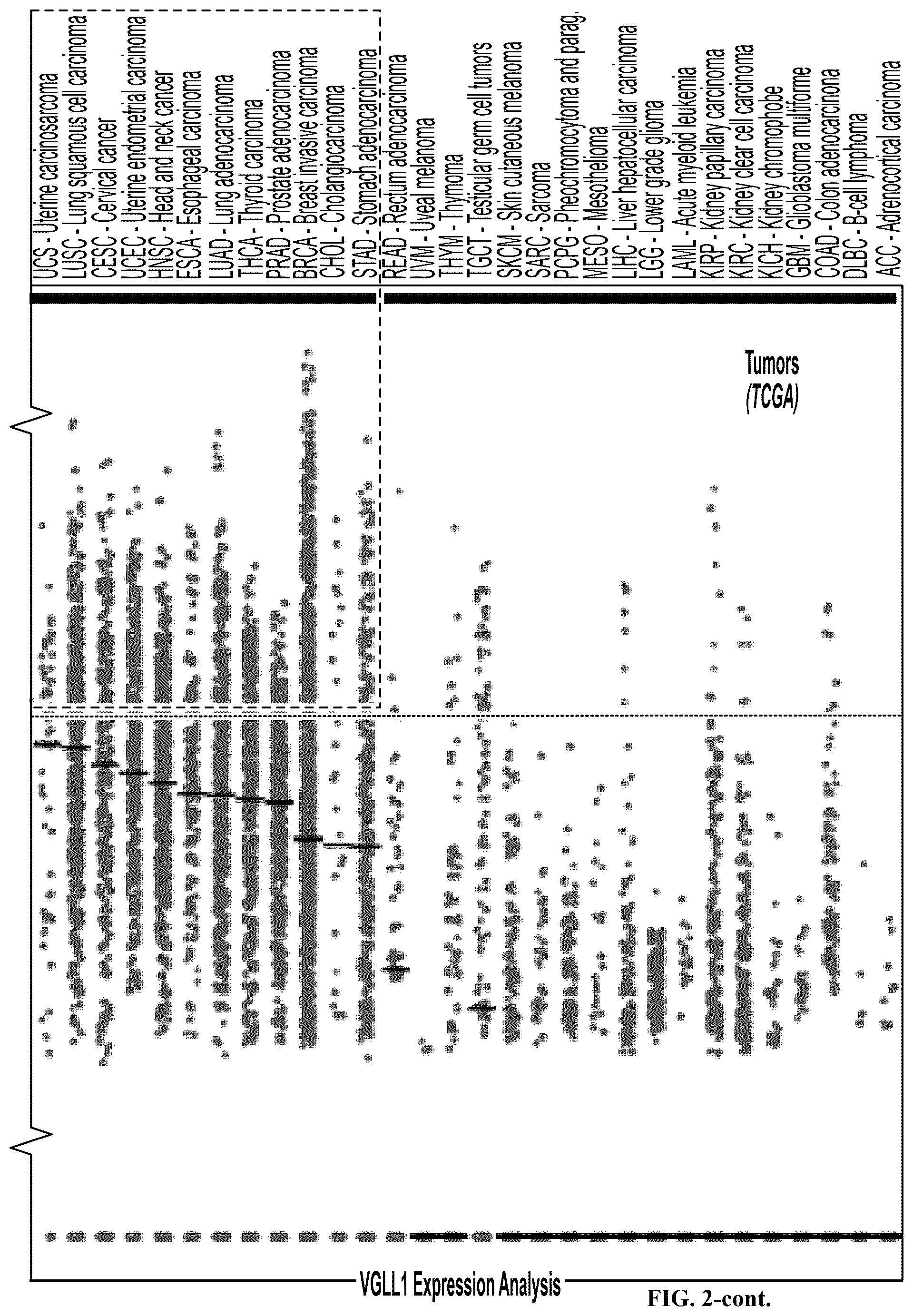Patent US12552851 Figure 7 – T cell receptors with VGLL1 specificity and uses thereof