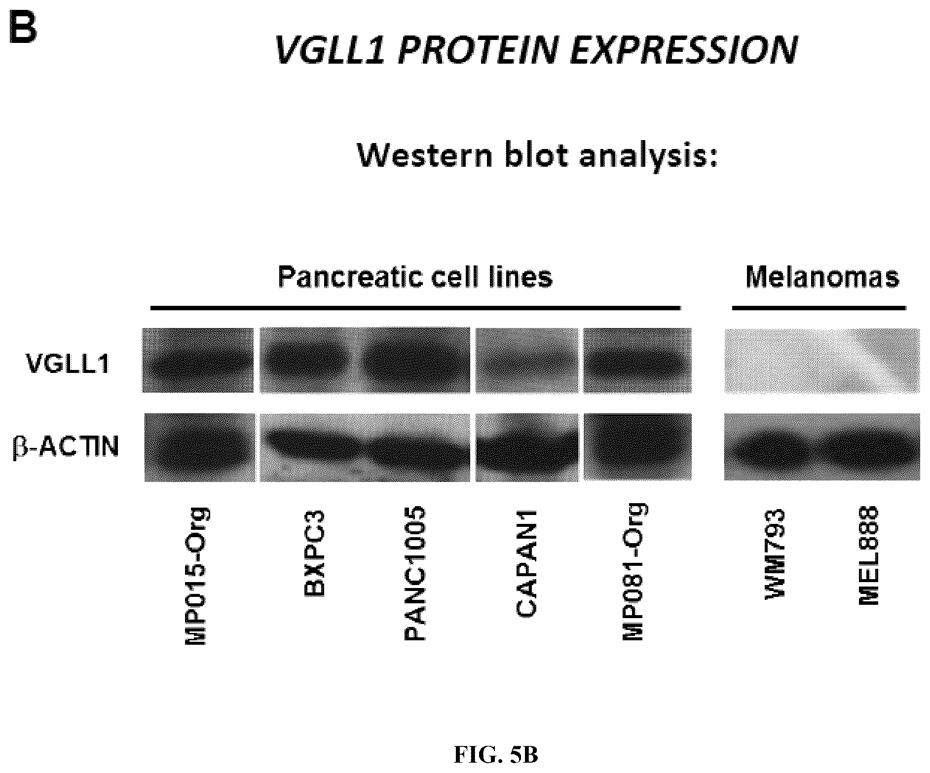 Patent US12552851 Figure 13 – T cell receptors with VGLL1 specificity and uses thereof