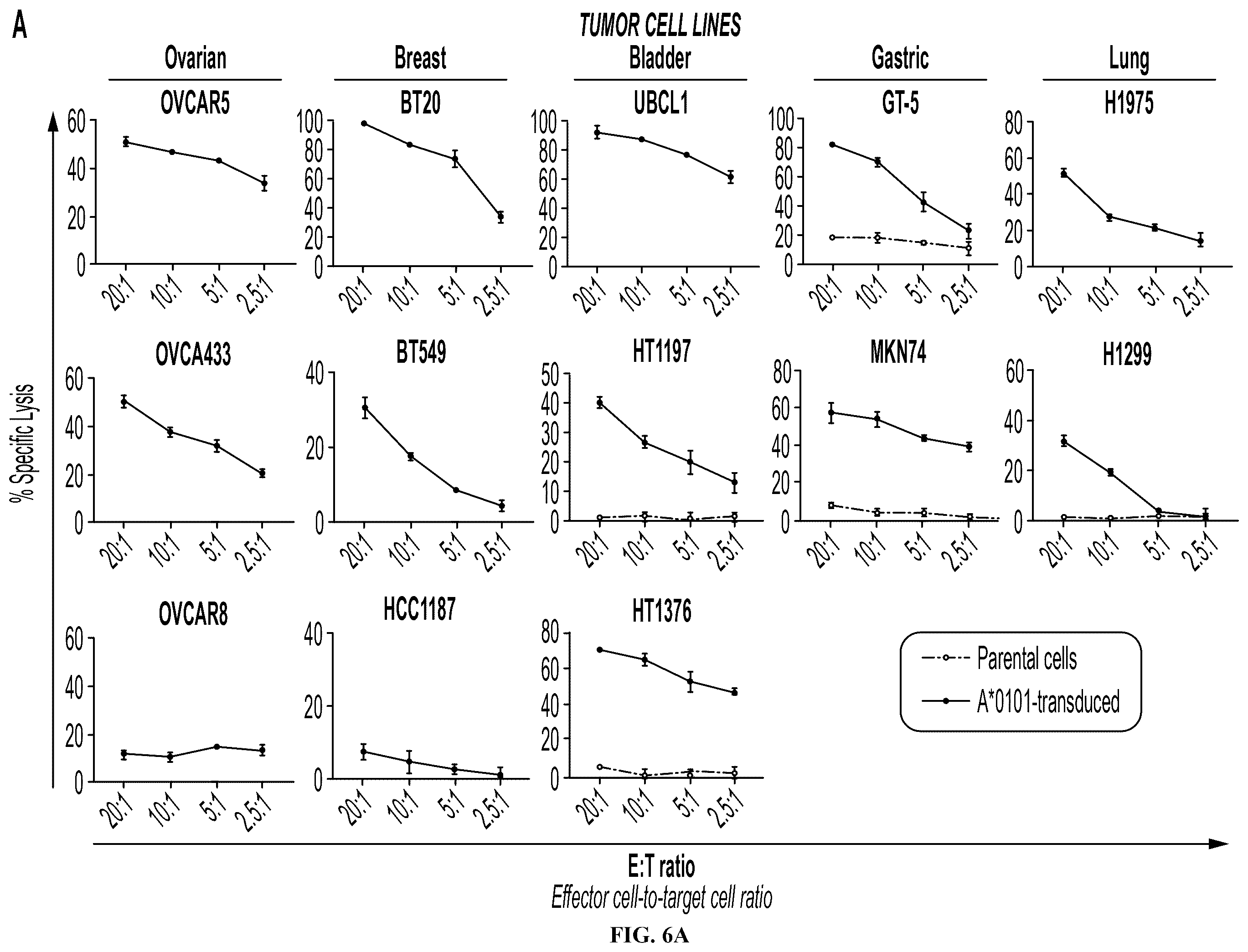 Patent US12552851 Figure 14 – T cell receptors with VGLL1 specificity and uses thereof