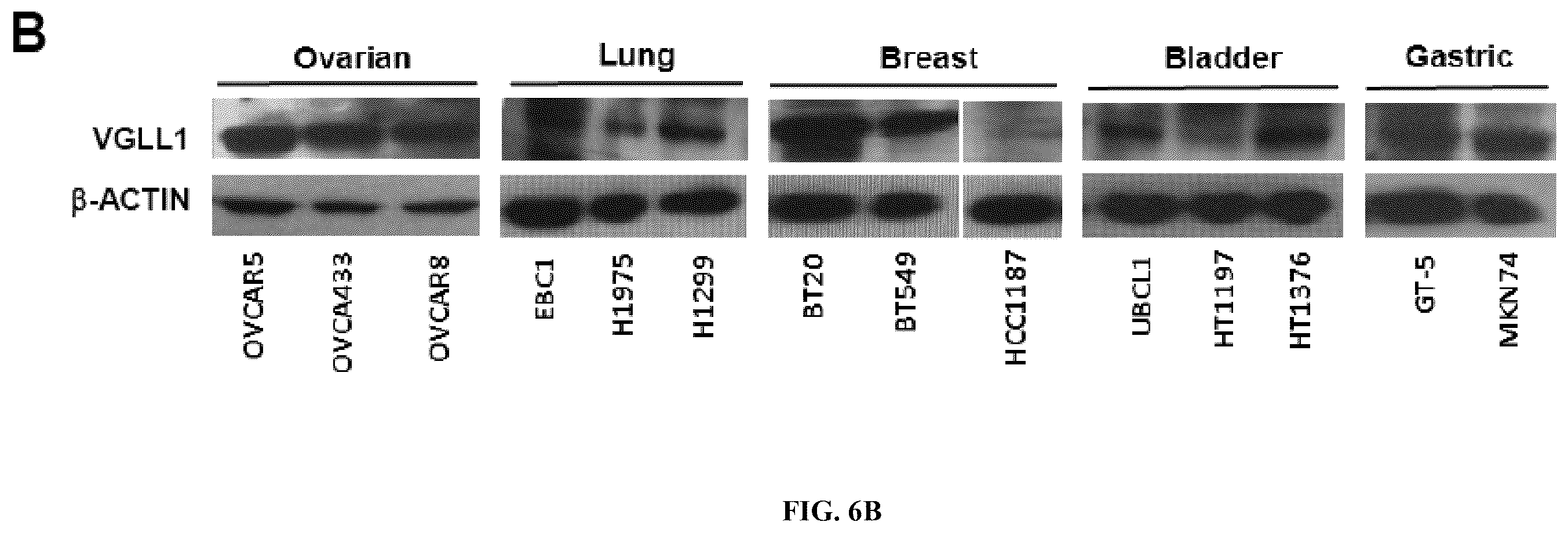 Patent US12552851 Figure 15 – T cell receptors with VGLL1 specificity and uses thereof