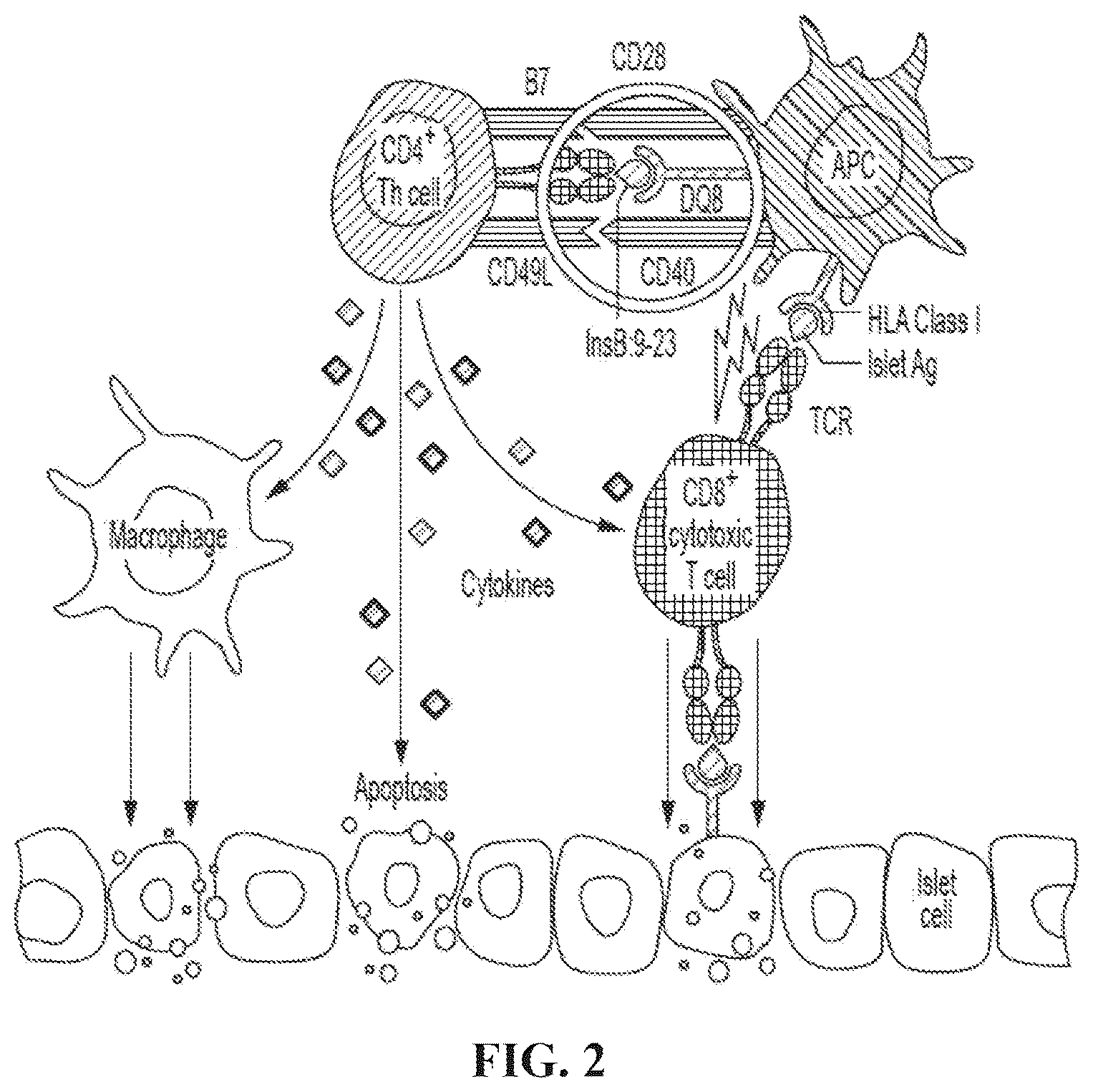Patent US12552854 Figure 2 – Peptides that block presentation of antigenic islet peptides by HLA-DQ8 and methods for treating type-1 diabetes