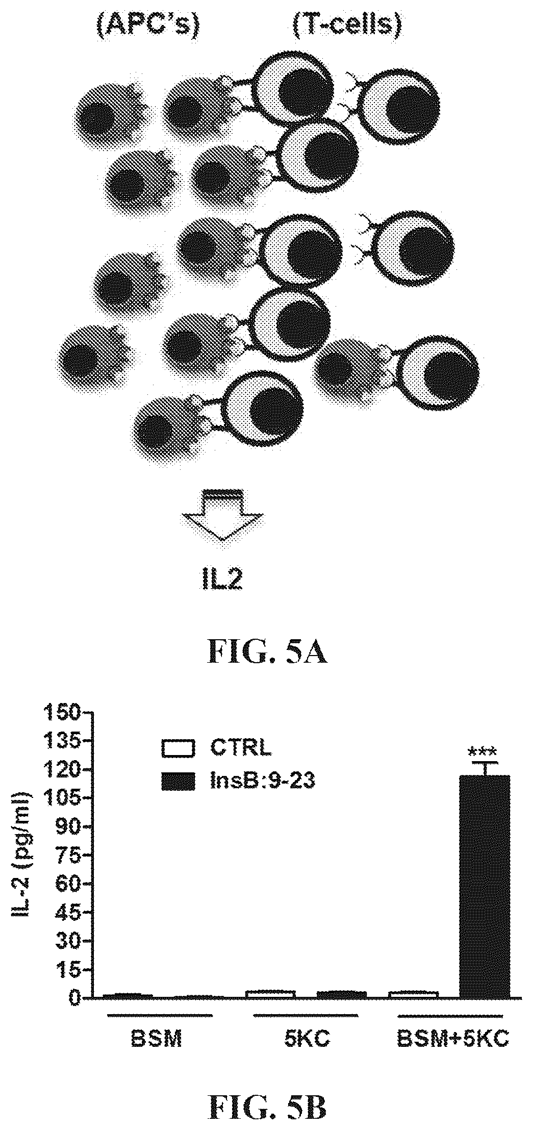 Patent US12552854 Figure 8 – Peptides that block presentation of antigenic islet peptides by HLA-DQ8 and methods for treating type-1 diabetes