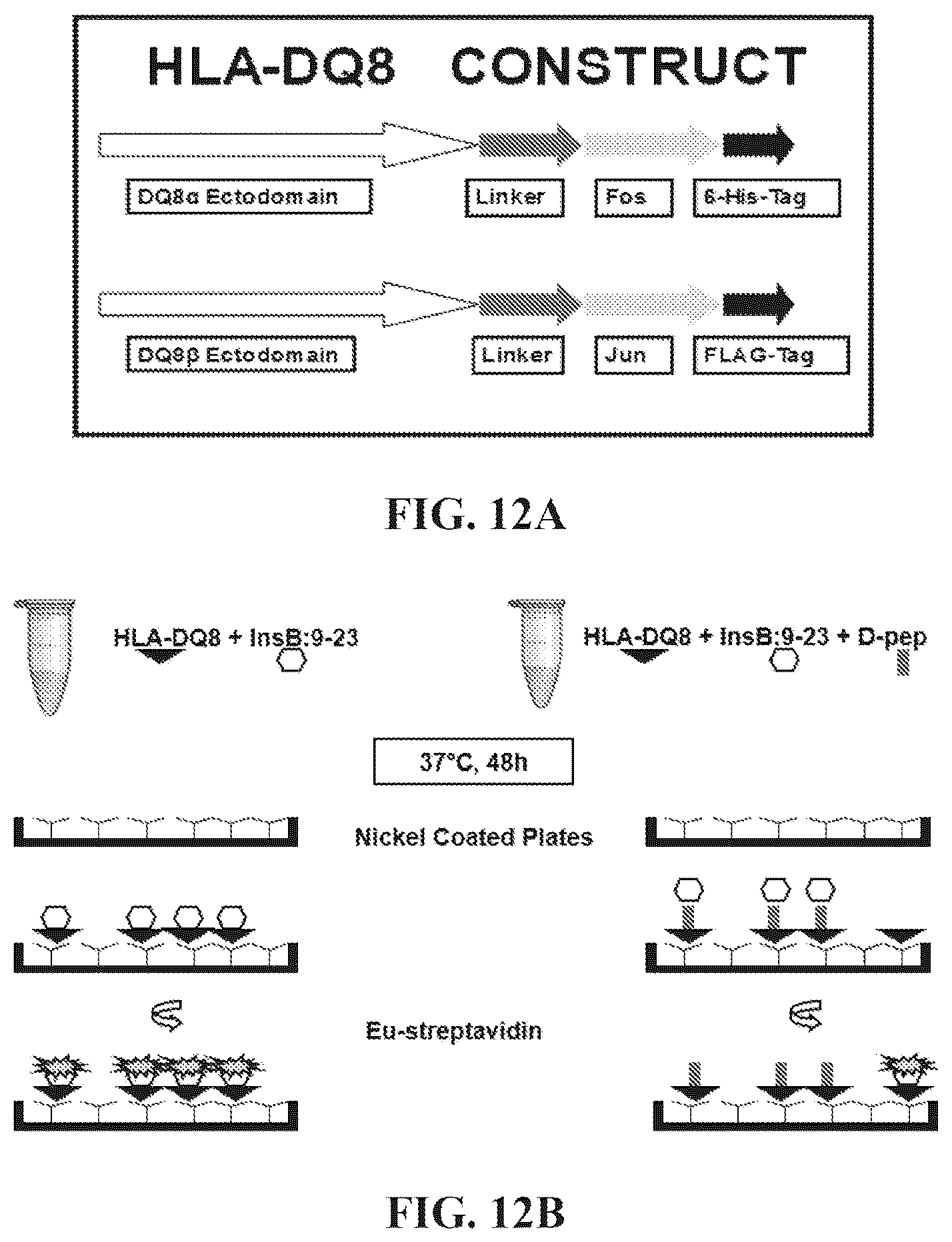 Patent US12552854 Figure 17 – Peptides that block presentation of antigenic islet peptides by HLA-DQ8 and methods for treating type-1 diabetes