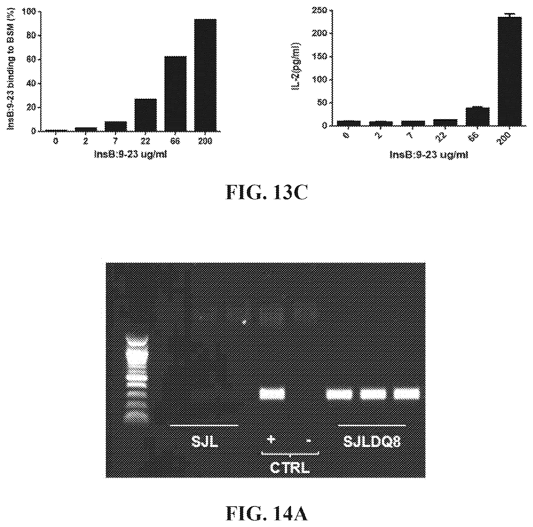 Patent US12552854 Figure 19 – Peptides that block presentation of antigenic islet peptides by HLA-DQ8 and methods for treating type-1 diabetes