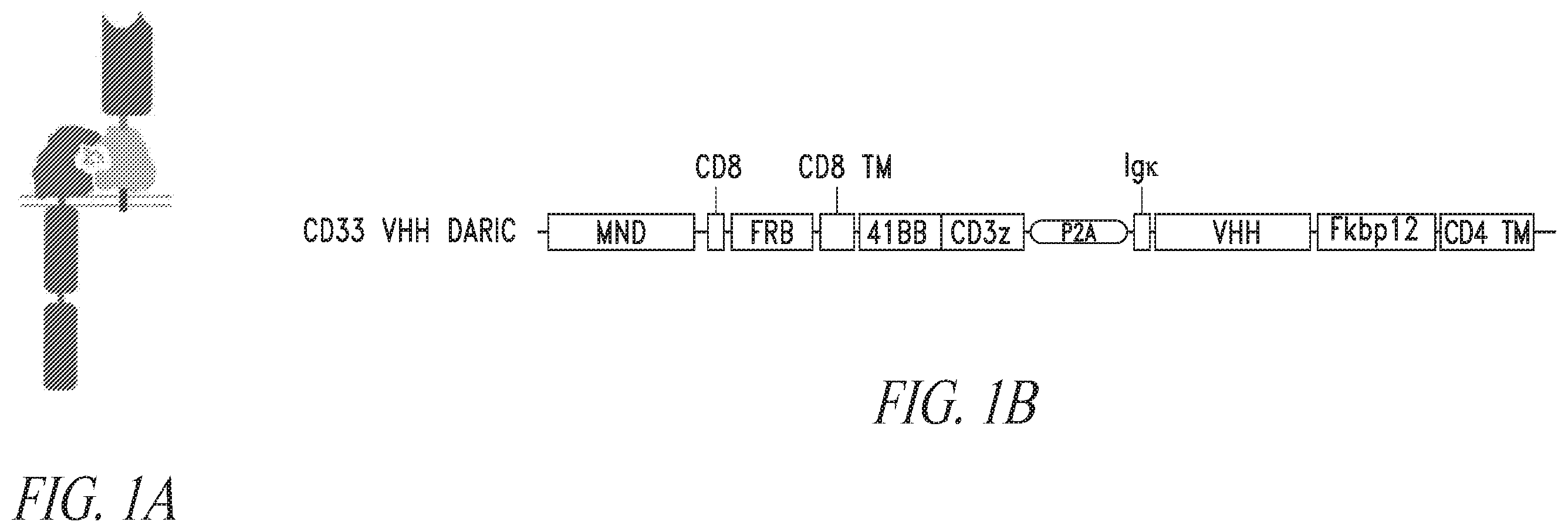 Patent US12552855 Figure 1 – CD33 targeted immunotherapies