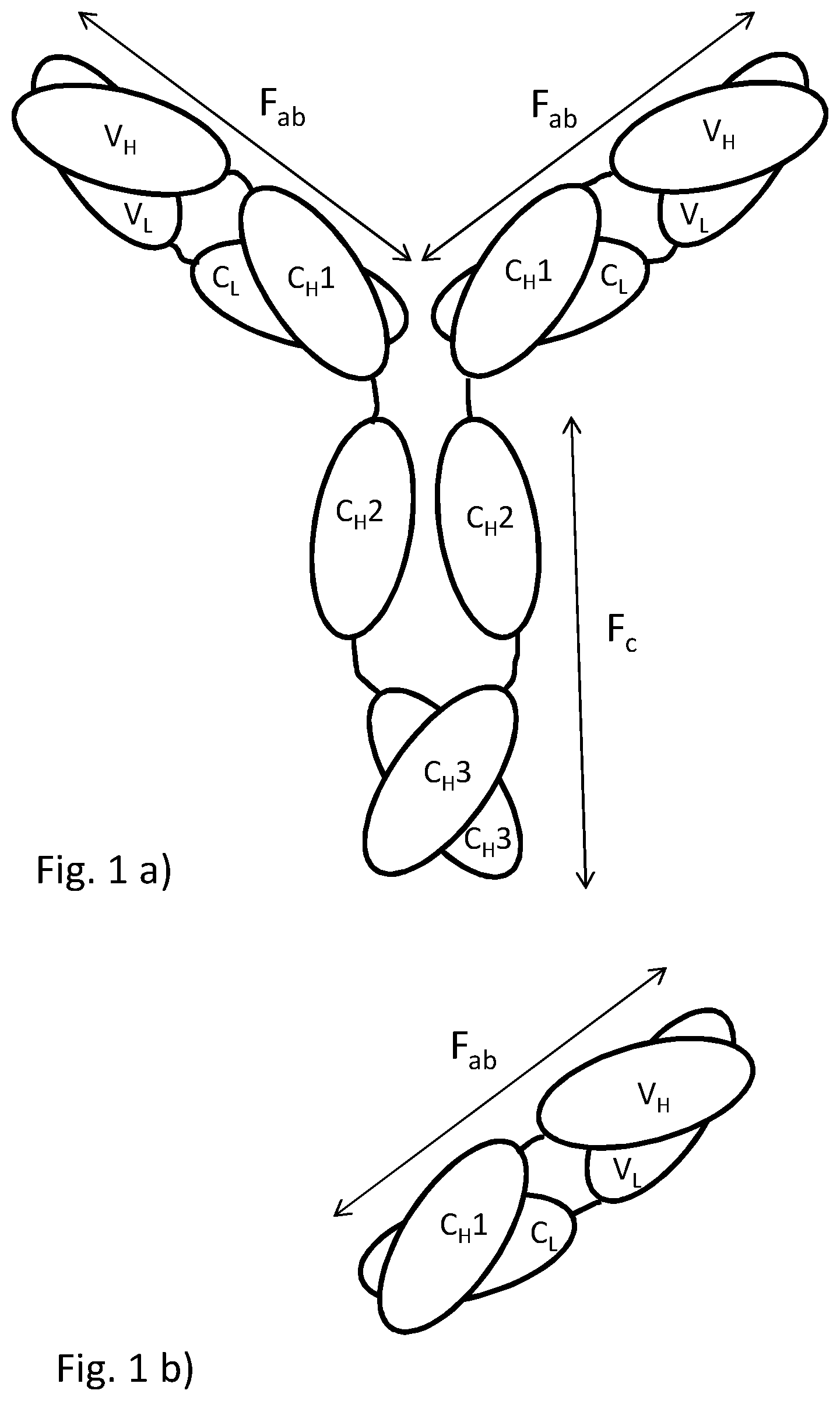 Patent US12552857 Figure 1 – Method for separation of antibodies or antibody fragments being devoid of an Fc region capable of binding to protein A