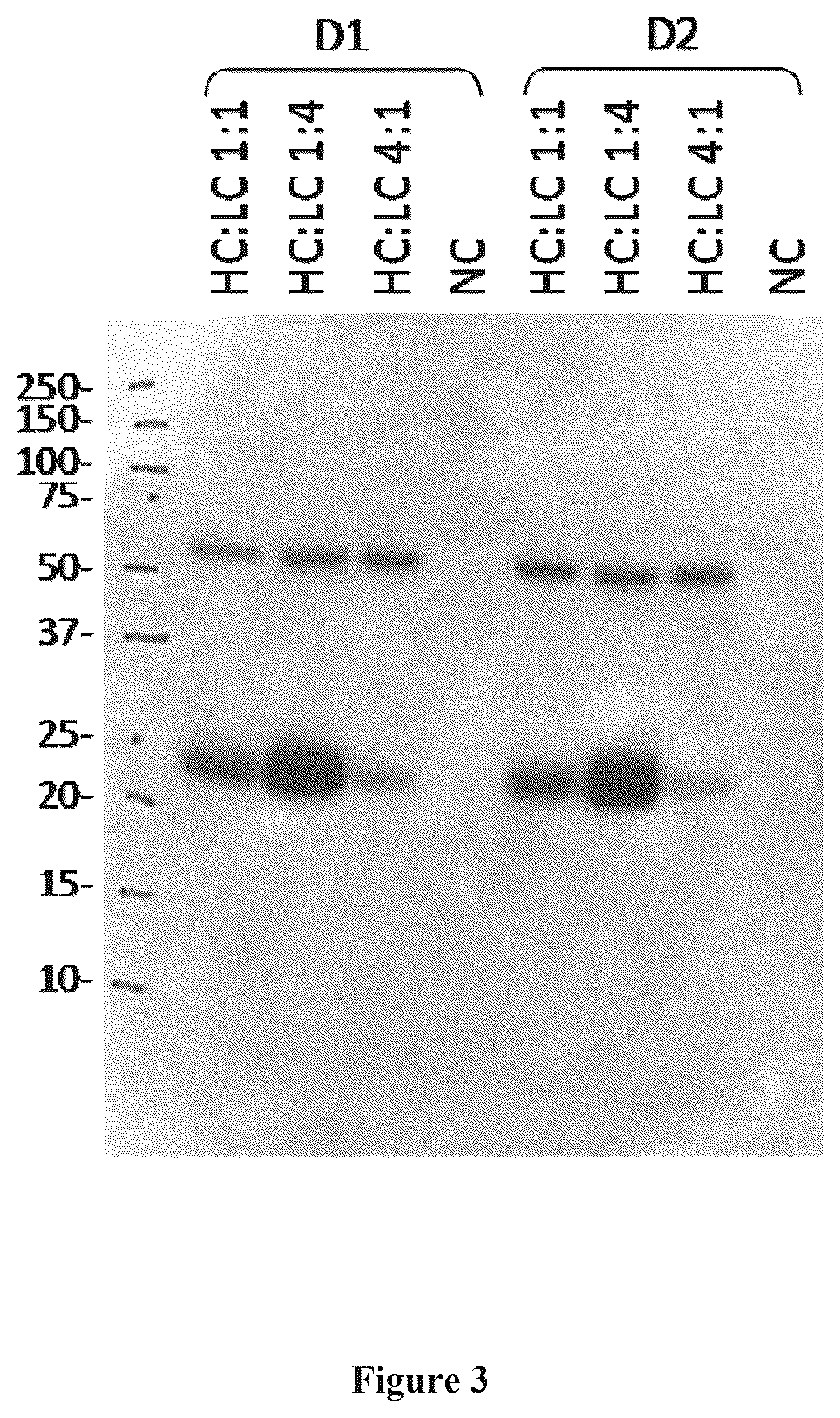 Patent US12552858 Figure 3 – Methods and compositions for delivering mRNA coded antibodies