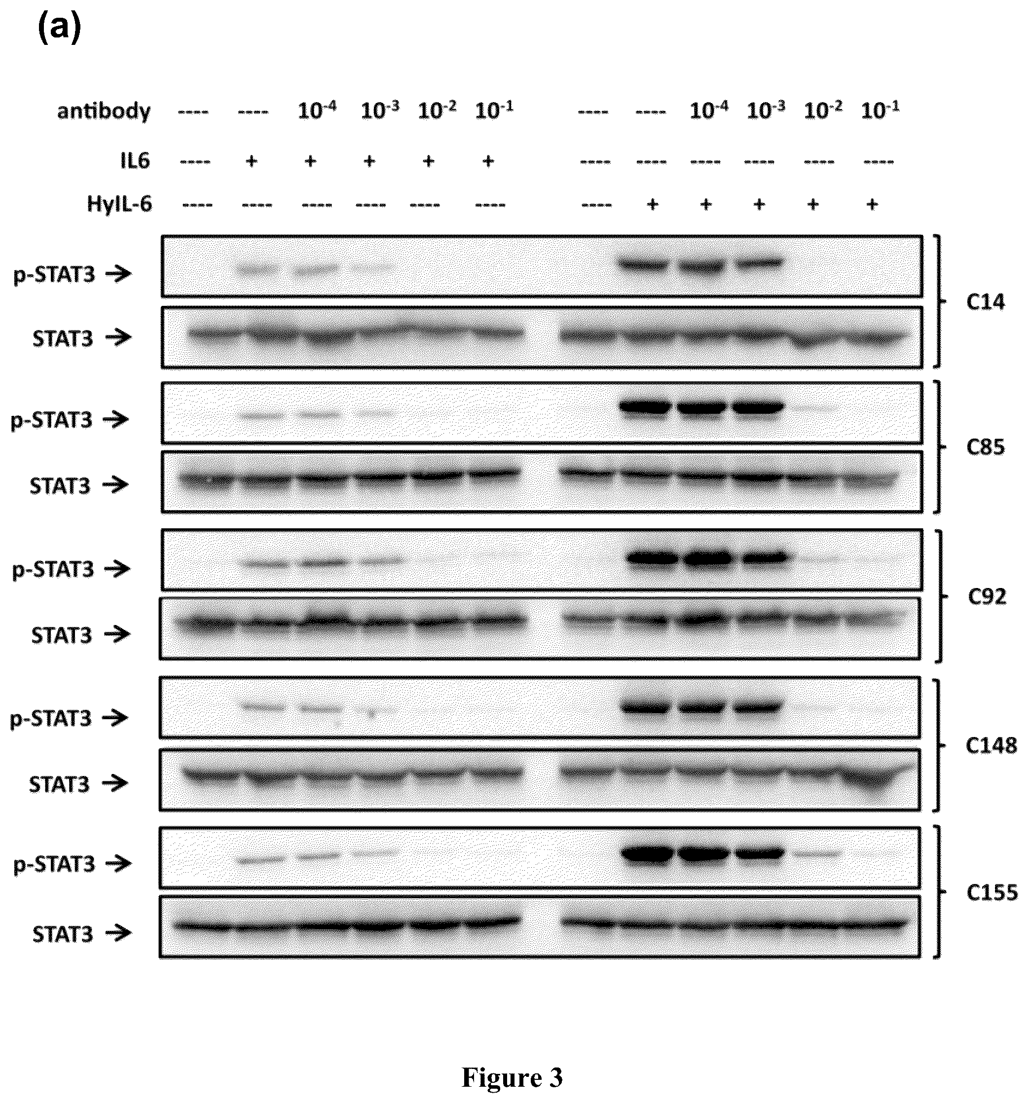 Patent US12552861 Figure 5 – Monoclonal antibody