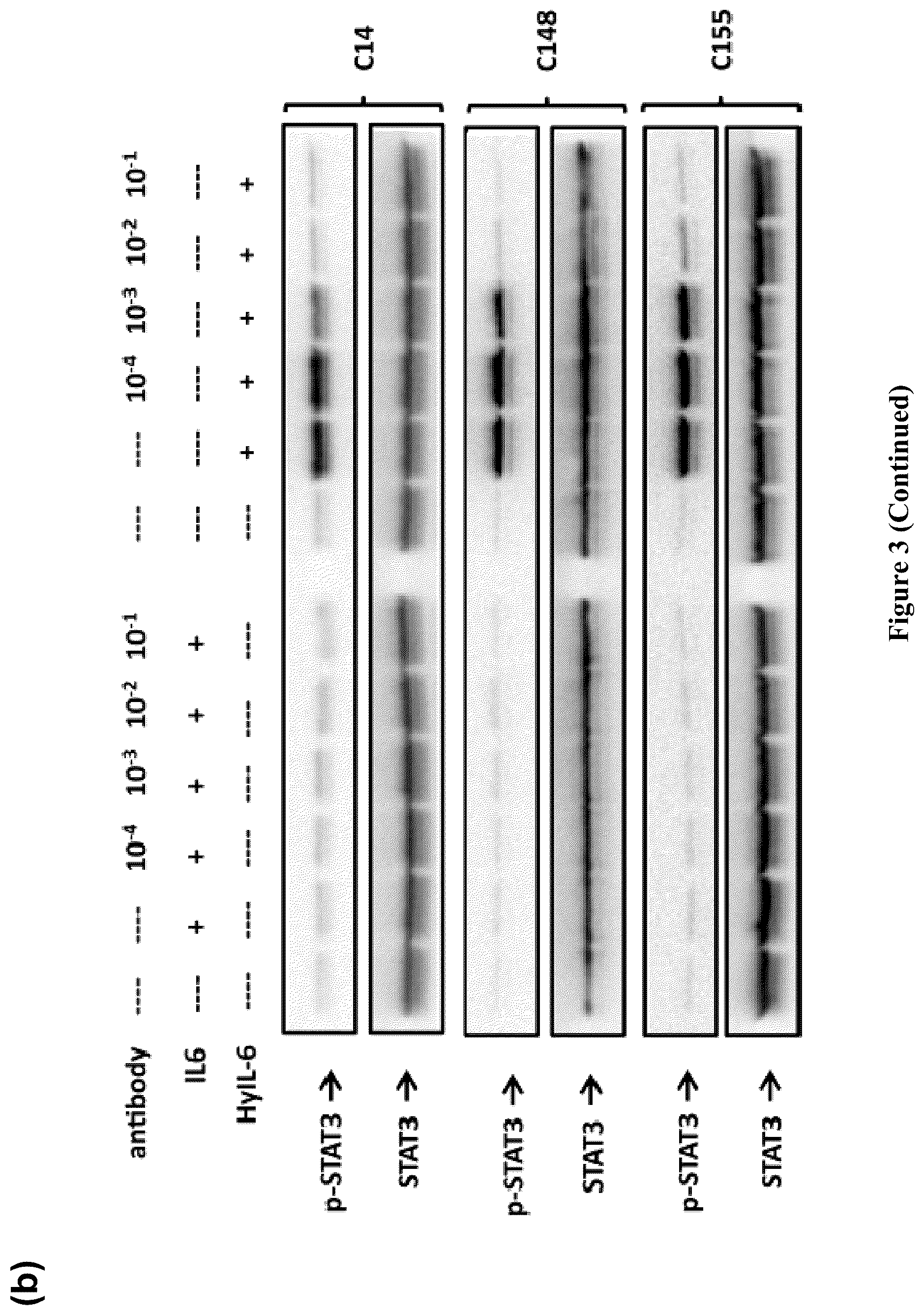 Patent US12552861 Figure 6 – Monoclonal antibody
