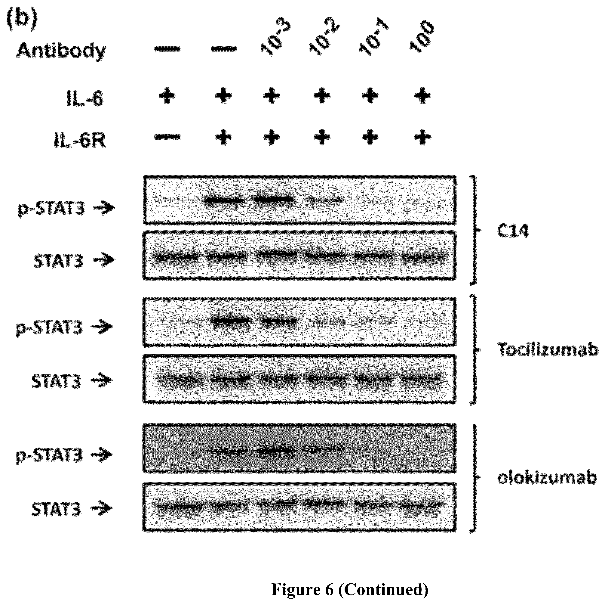 Patent US12552861 Figure 12 – Monoclonal antibody