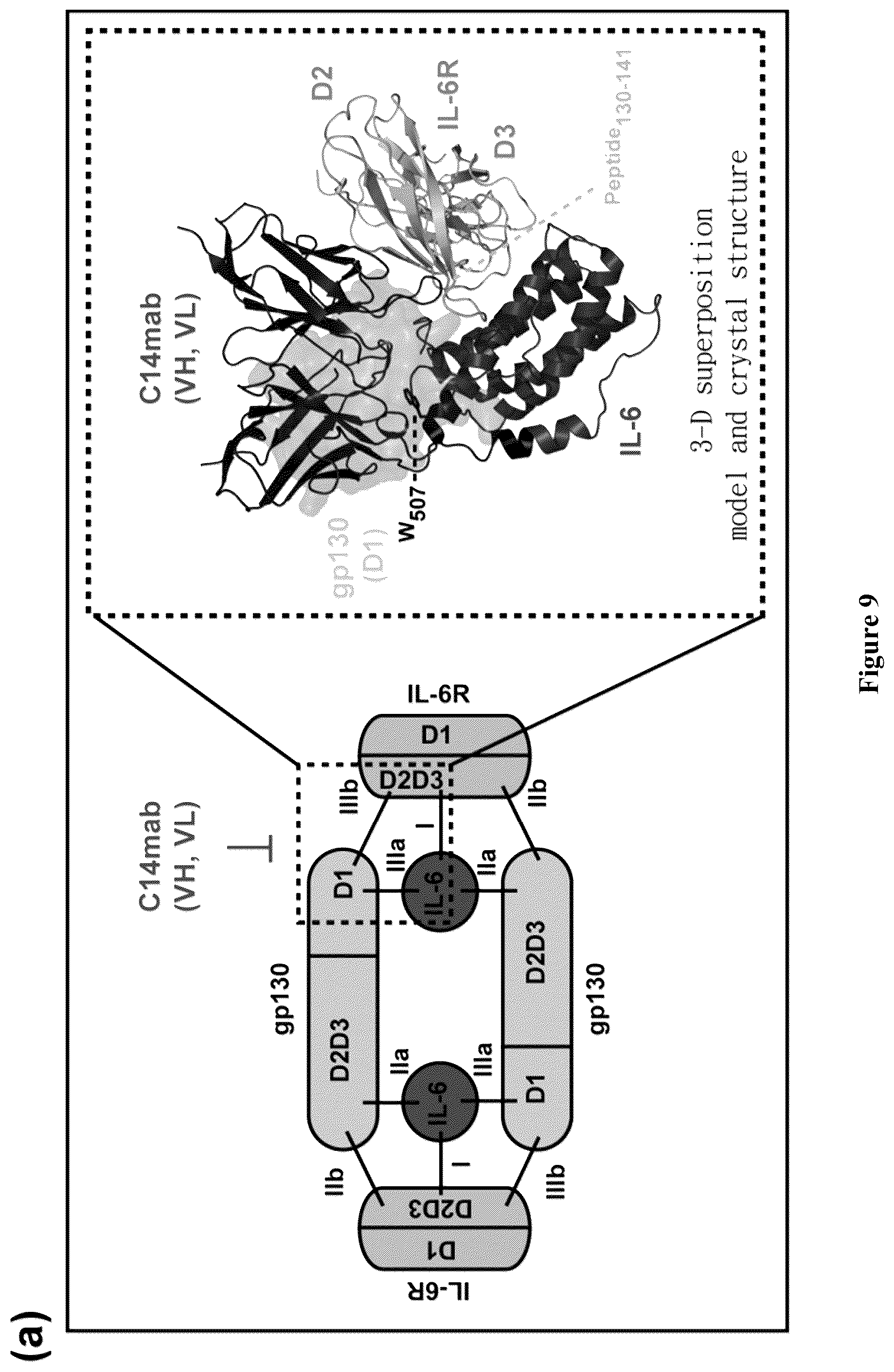 Patent US12552861 Figure 19 – Monoclonal antibody