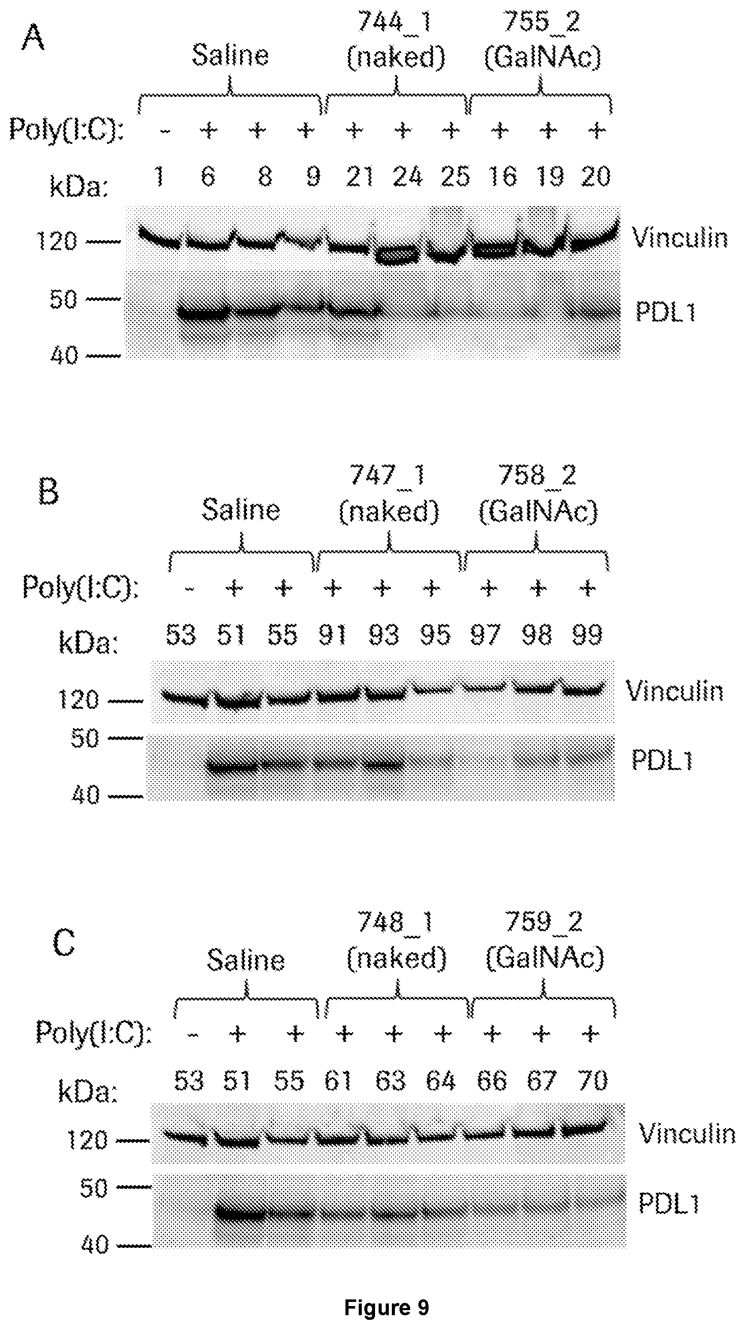 Patent US12552862 Figure 12 – Oligonucleotides for reduction of PD-L1 expression