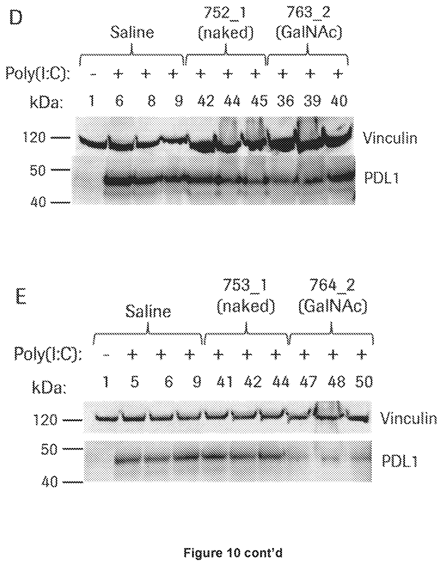 Patent US12552862 Figure 14 – Oligonucleotides for reduction of PD-L1 expression