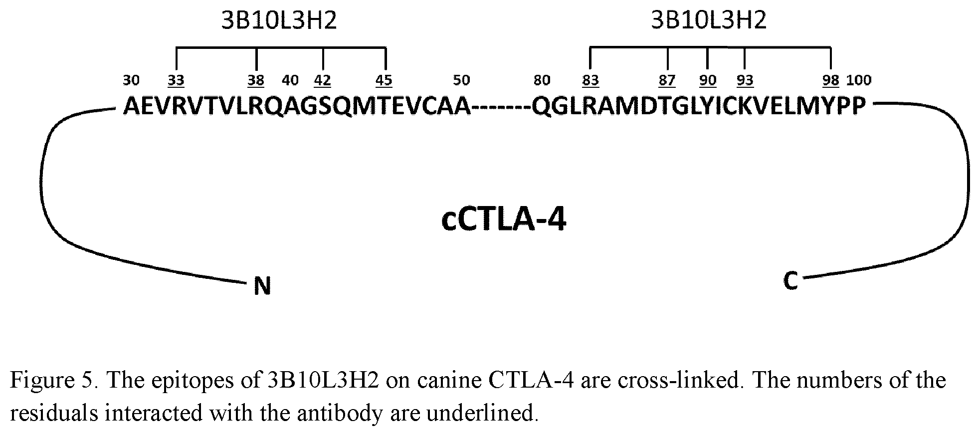 Patent US12552864 Figure 5 – Caninized antibodies to human CTLA-4
