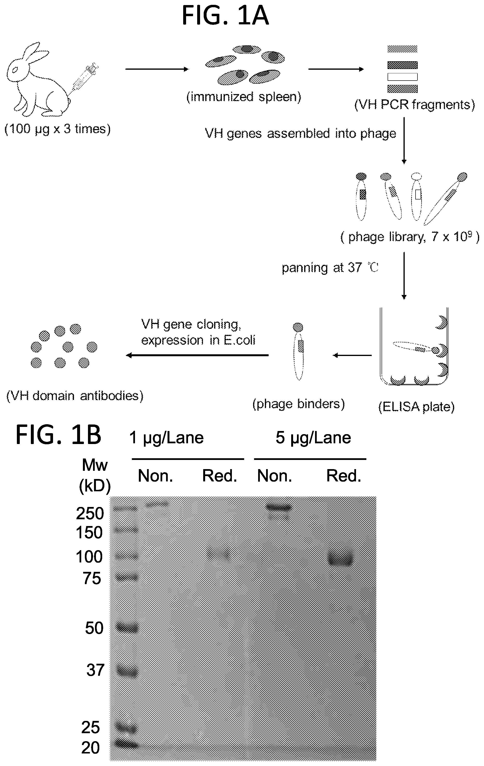 Patent US12552865 — High affinity nanobodies targeting B7-H3 (CD276) for treating multiple solid tumors — Figure 1