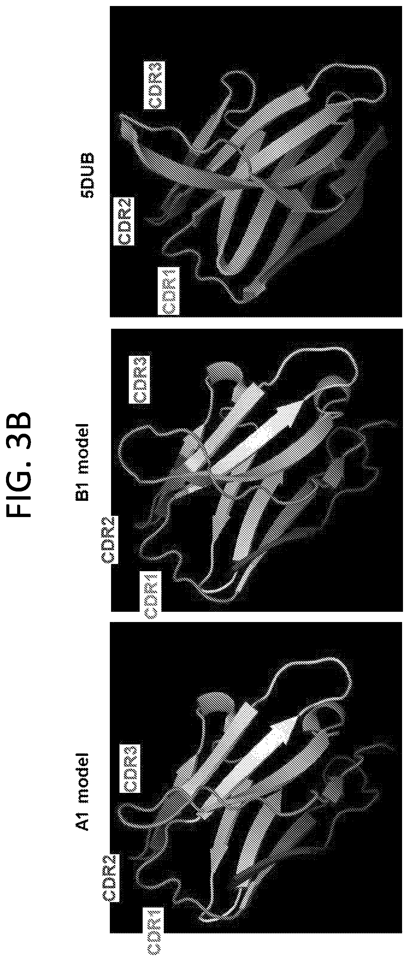 Patent US12552865 Figure 4 – High affinity nanobodies targeting B7-H3 (CD276) for treating multiple solid tumors