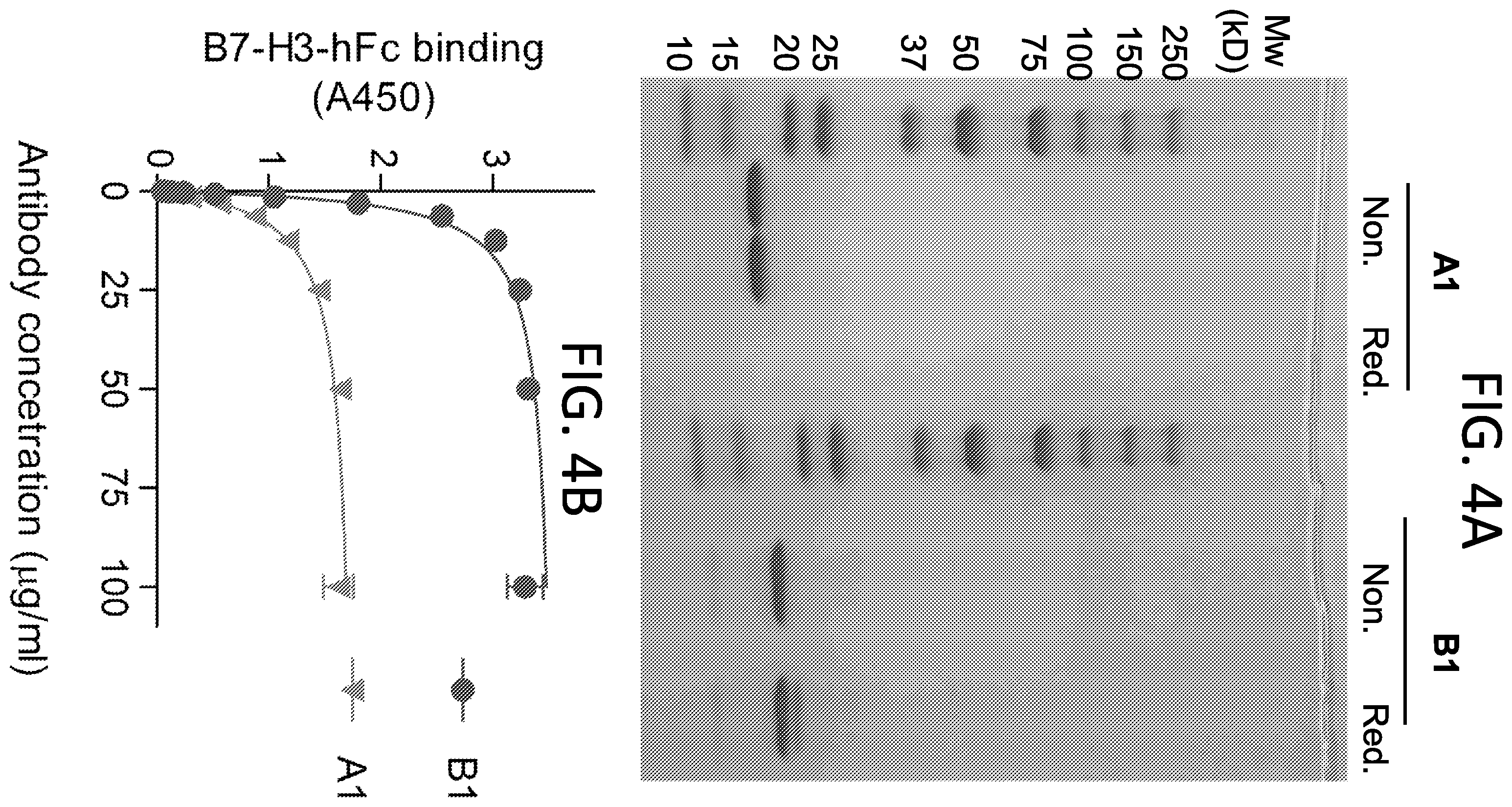 Patent US12552865 Figure 5 – High affinity nanobodies targeting B7-H3 (CD276) for treating multiple solid tumors