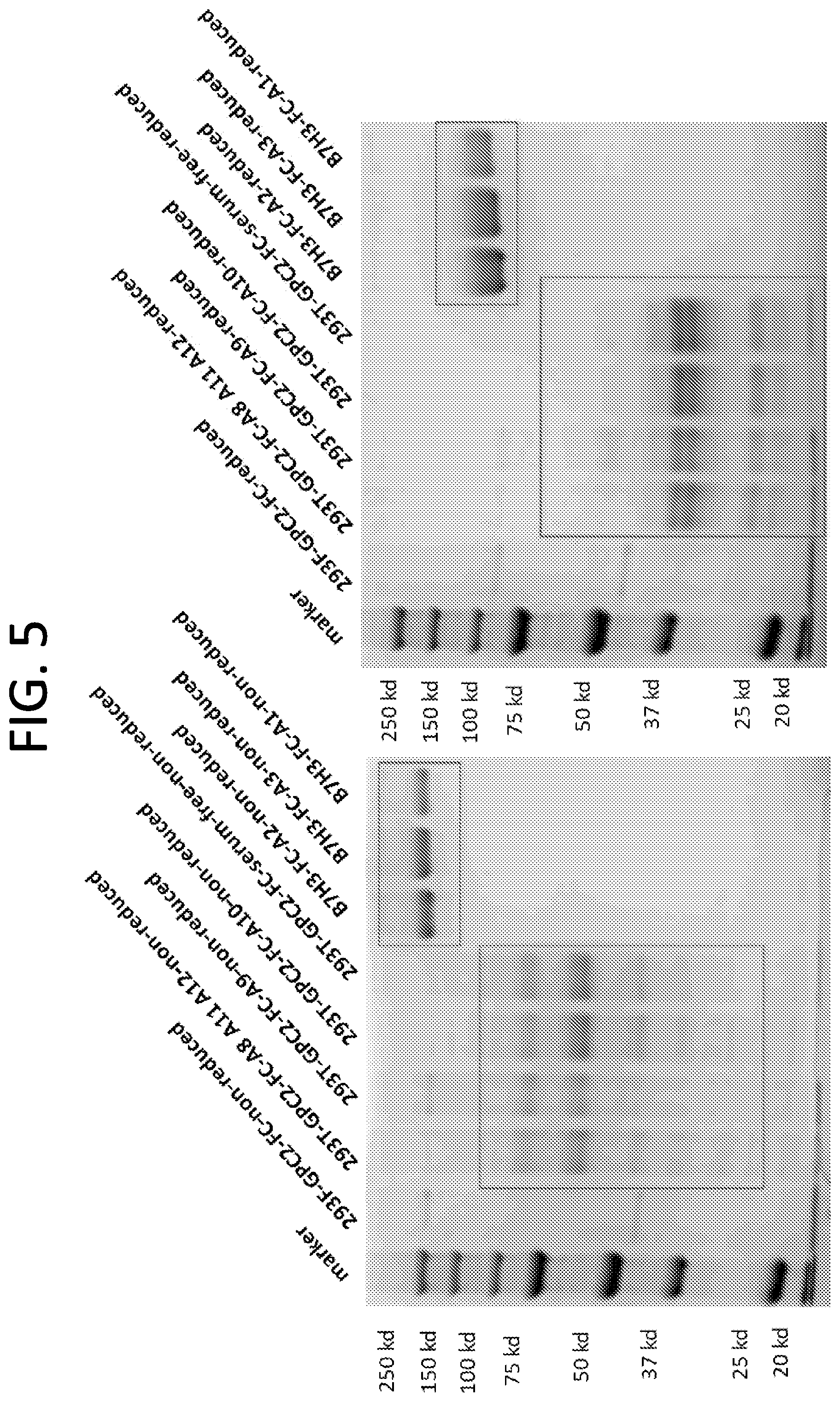 Patent US12552865 Figure 8 – High affinity nanobodies targeting B7-H3 (CD276) for treating multiple solid tumors
