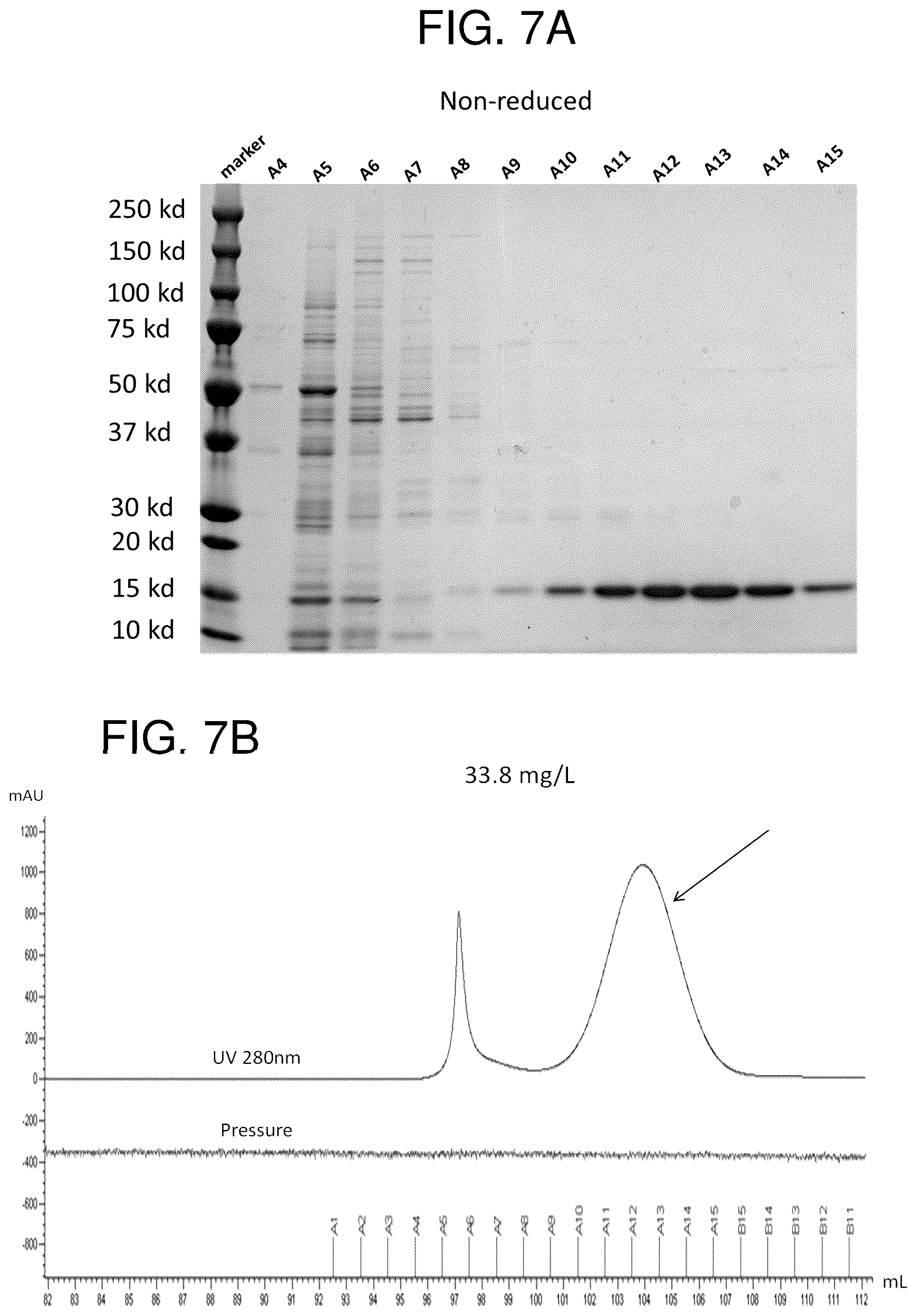 Patent US12552865 Figure 10 – High affinity nanobodies targeting B7-H3 (CD276) for treating multiple solid tumors