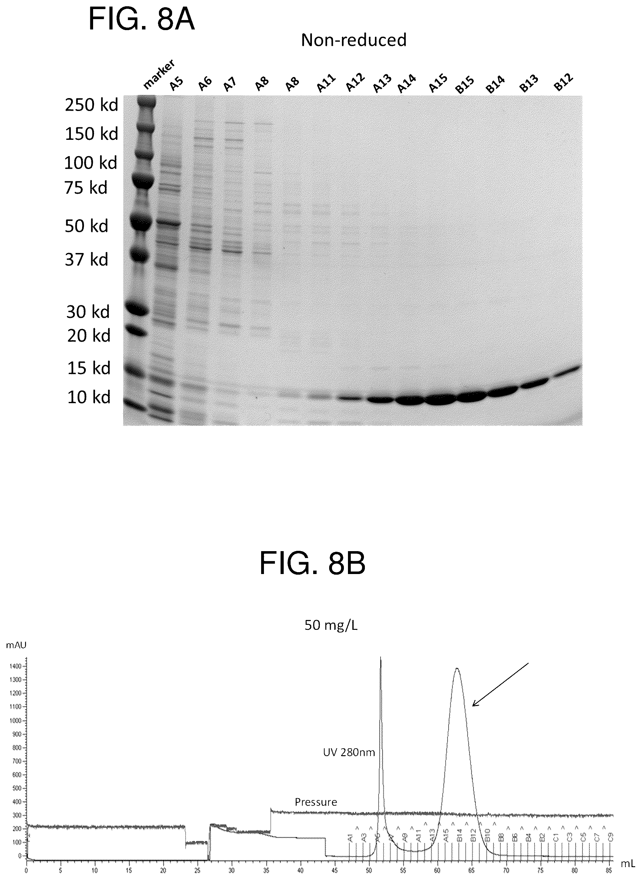 Patent US12552865 Figure 11 – High affinity nanobodies targeting B7-H3 (CD276) for treating multiple solid tumors