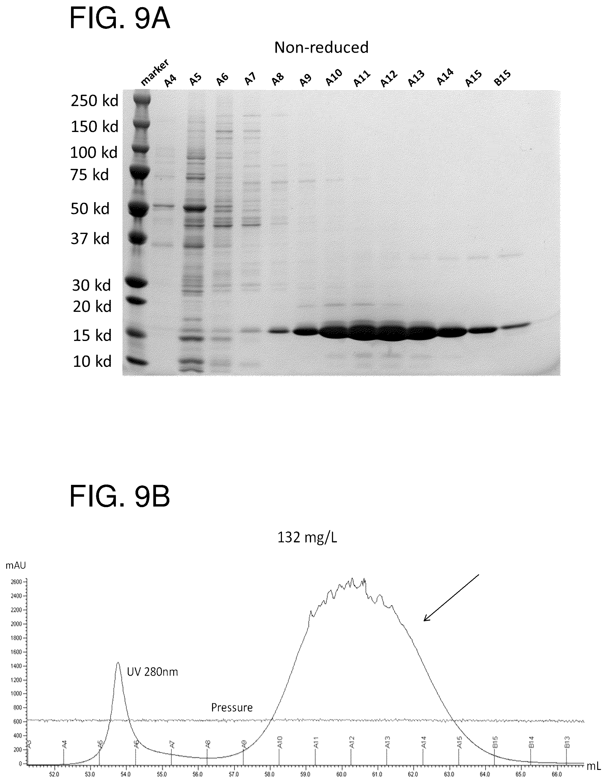 Patent US12552865 Figure 12 – High affinity nanobodies targeting B7-H3 (CD276) for treating multiple solid tumors