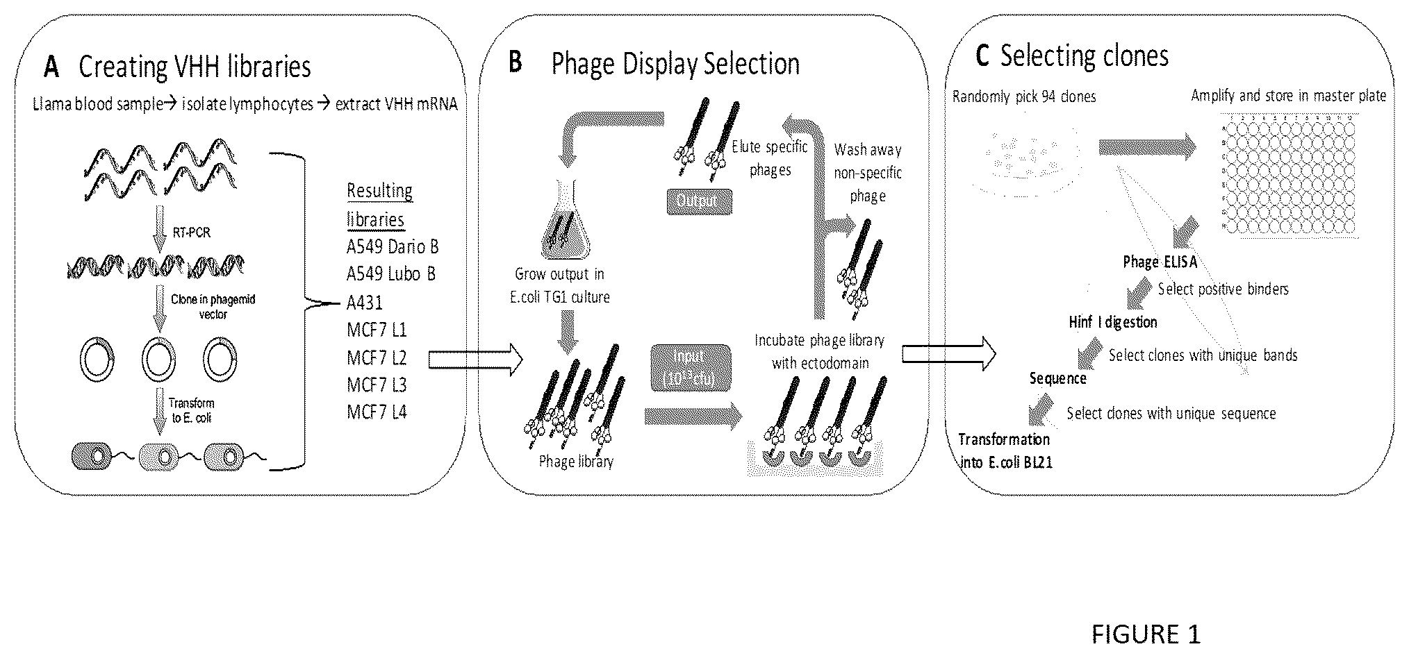 Patent US12552866 Figure 1 – Internalizing binding molecules targeting receptors involved in cell proliferation or in cell differentiation