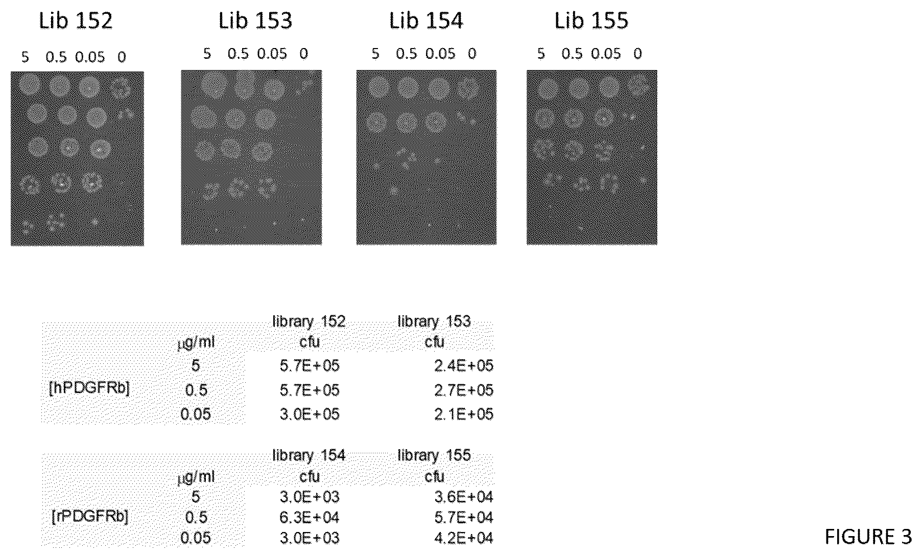Patent US12552866 Figure 3 – Internalizing binding molecules targeting receptors involved in cell proliferation or in cell differentiation
